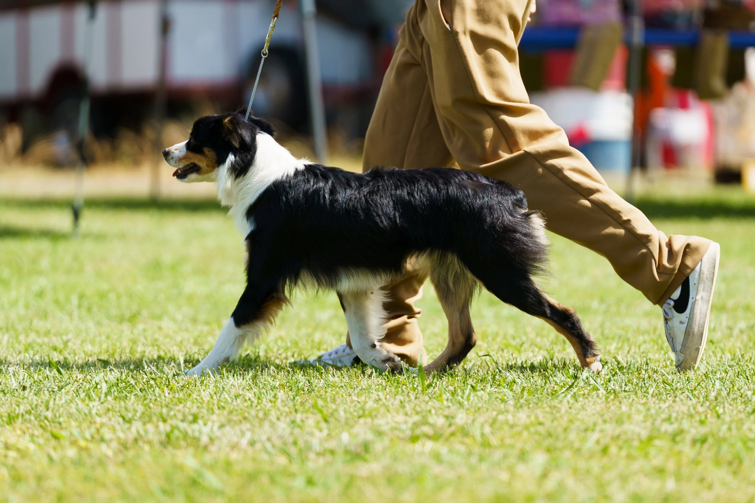 A person walking an Australian Shepherd dog outdoors on grass during daytime.