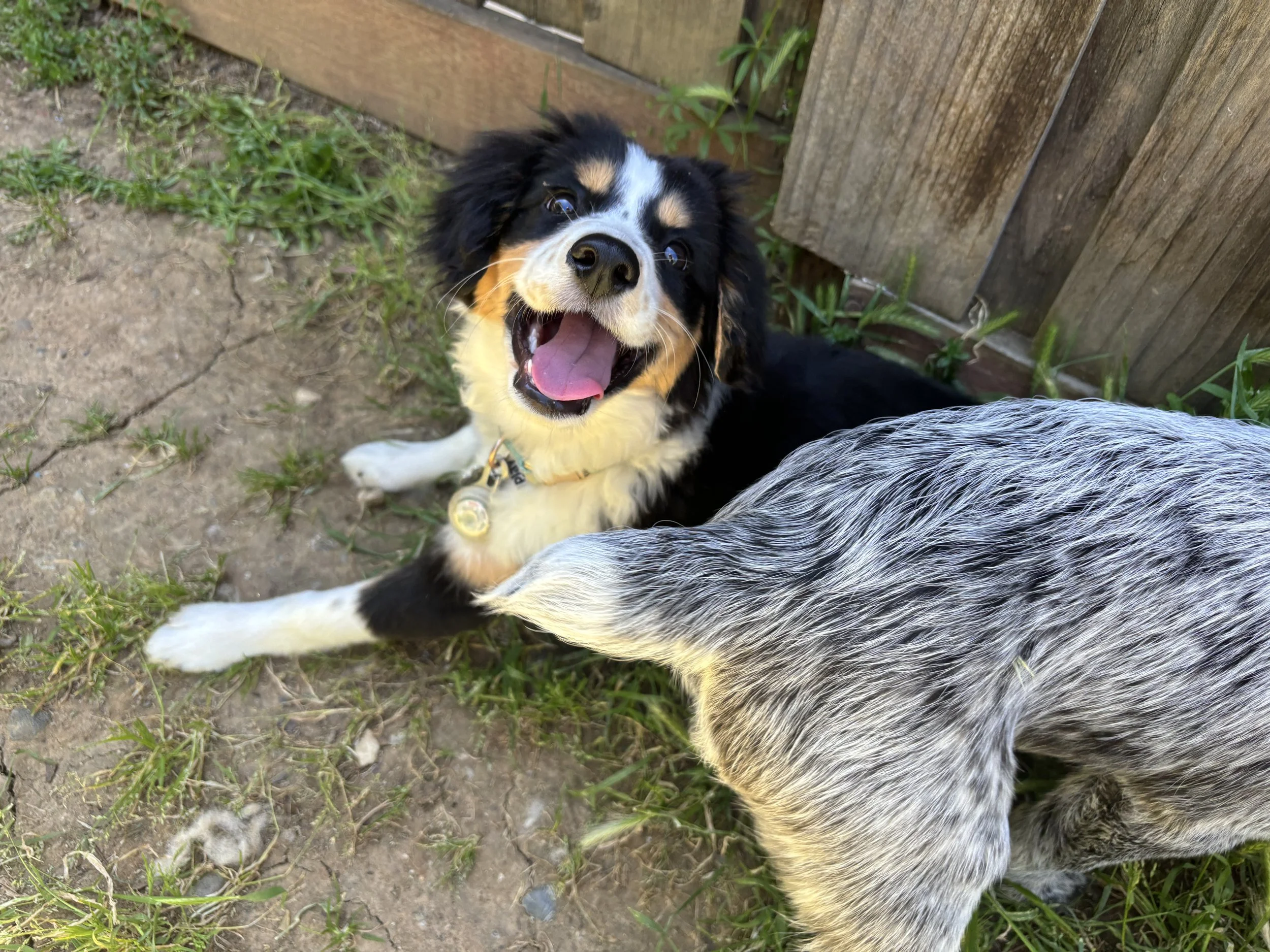 A happy black, white, and tan Australian Shepherd puppy lying on the ground, looking up with an open mouth and tongue out, next to the rear end of a gray and black dog, near a wooden fence and some green plants.