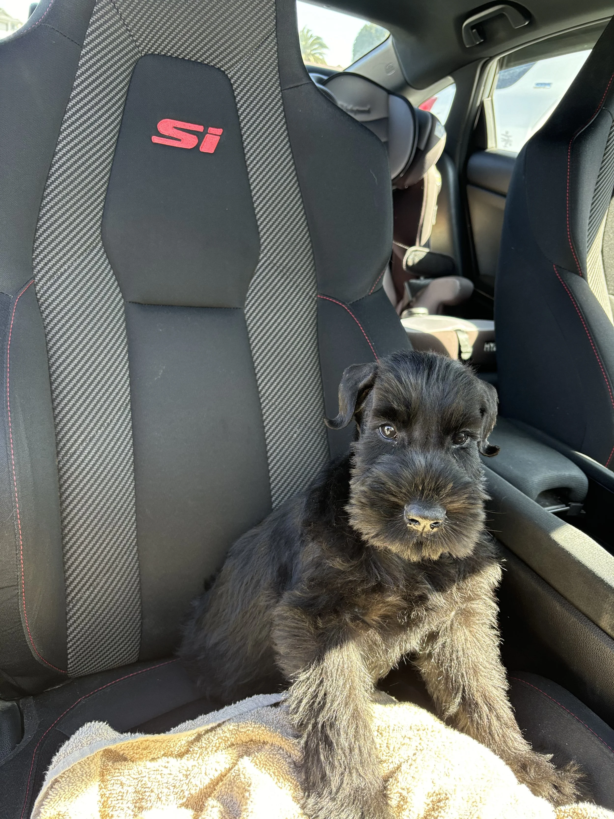 A small black and tan puppy sitting on a towel inside a car, in front of a car seat with the 'Si' logo on it.