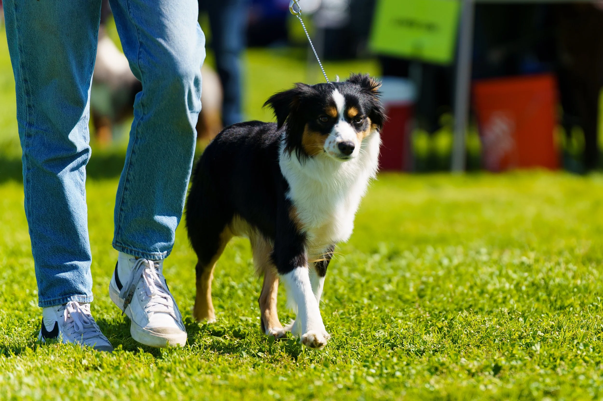 Australian Shepherd dog on a leash walking on grass next to a person wearing jeans and sneakers.