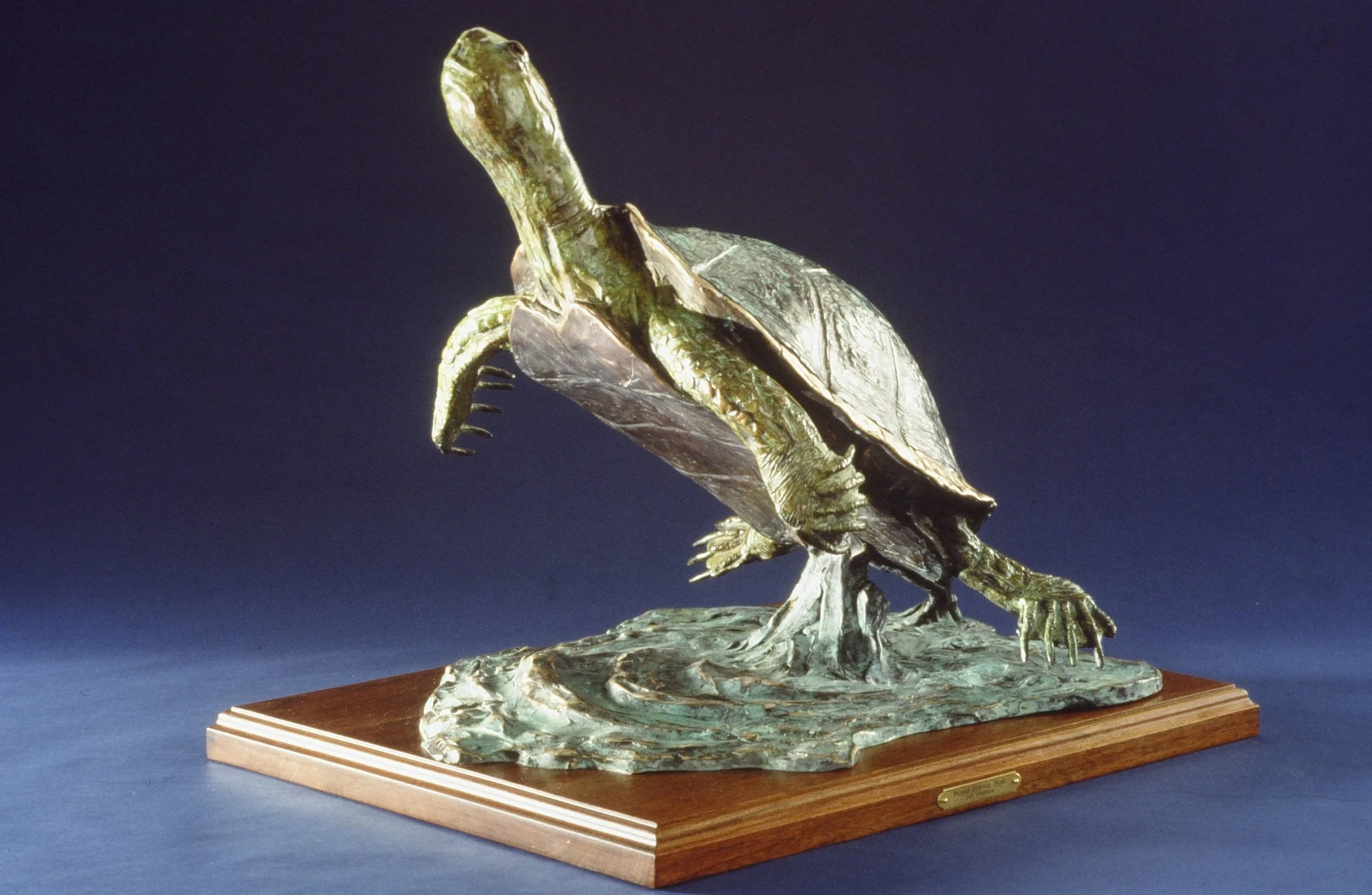 Pond Turtle Bob3.JPG