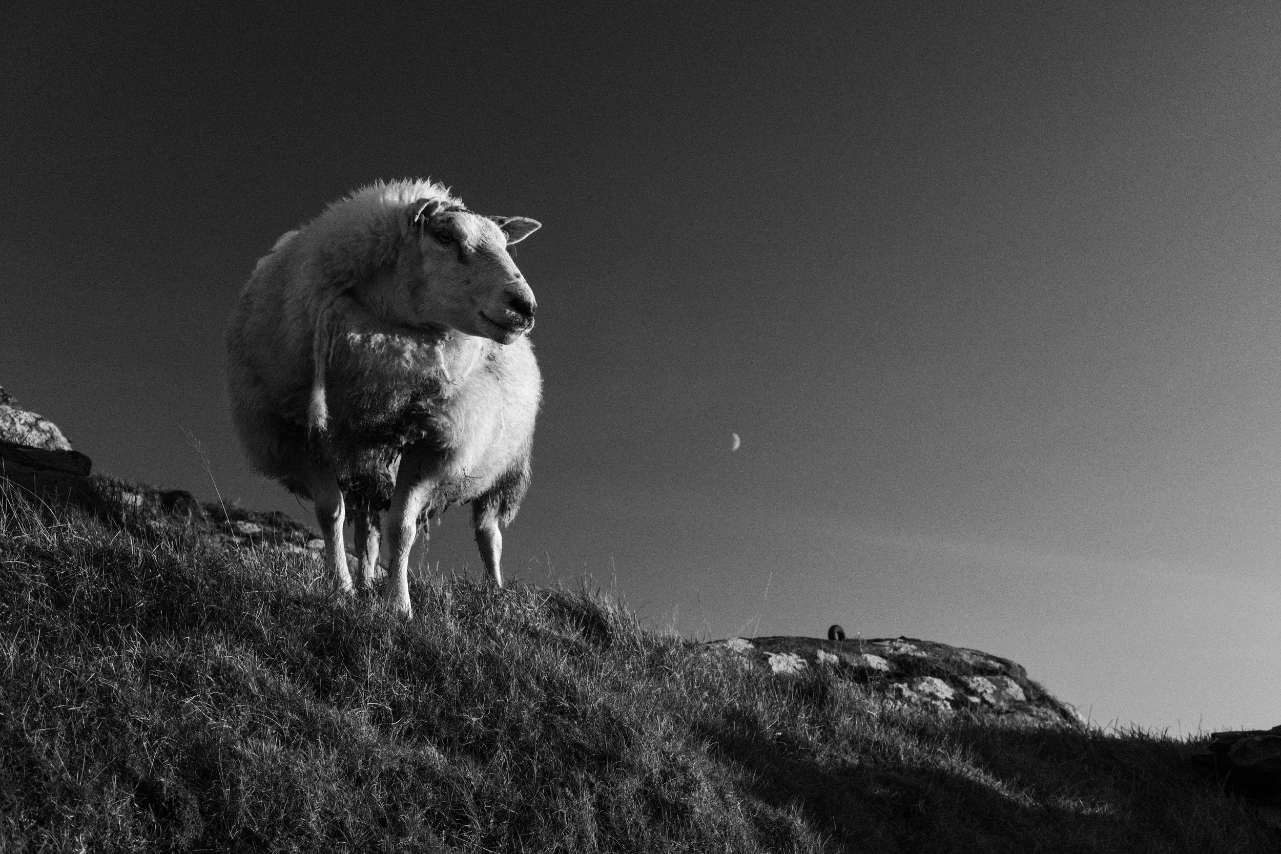 Kvitsøysau II/Kvitsøy Sheep II