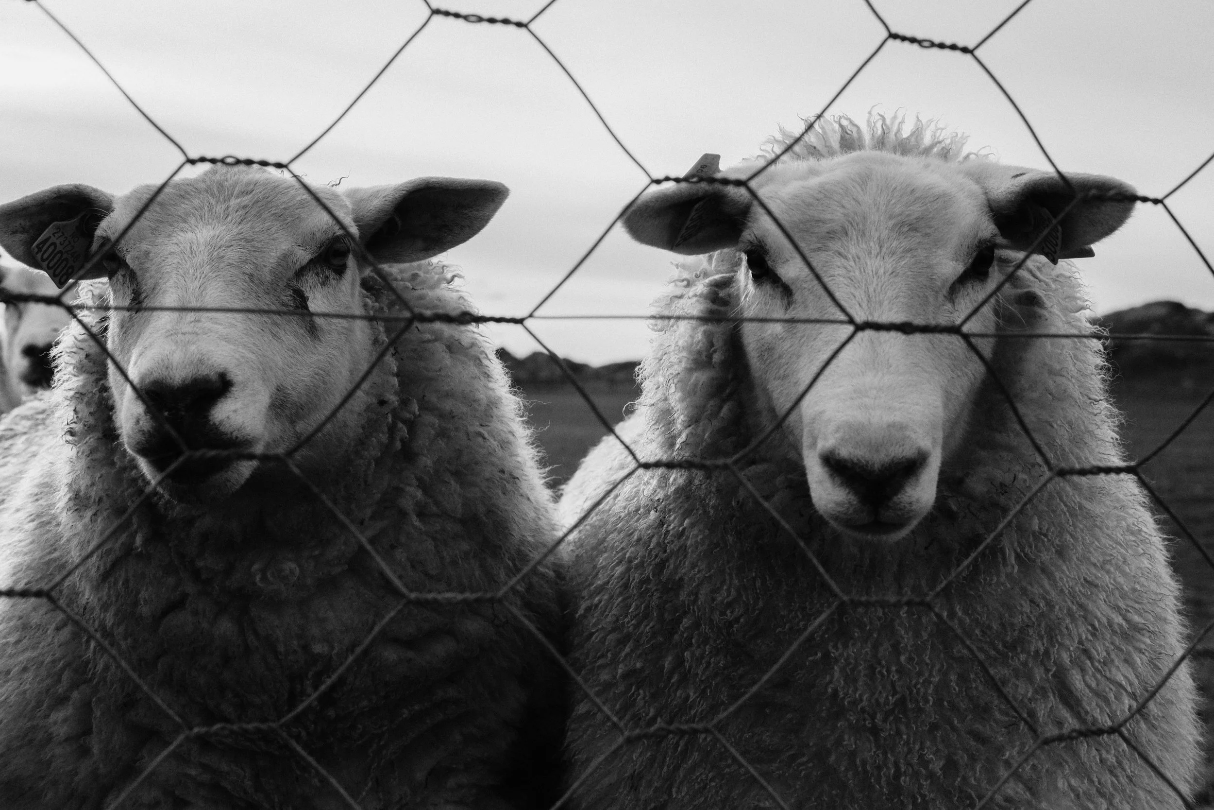 Kvitsøysau IV/Kvitsøy Sheep IV