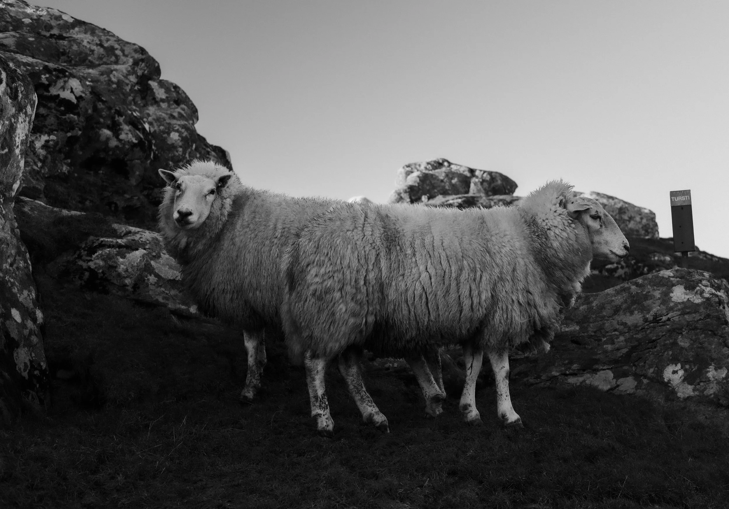 Kvitsøysau III/Kvitsøy Sheep III