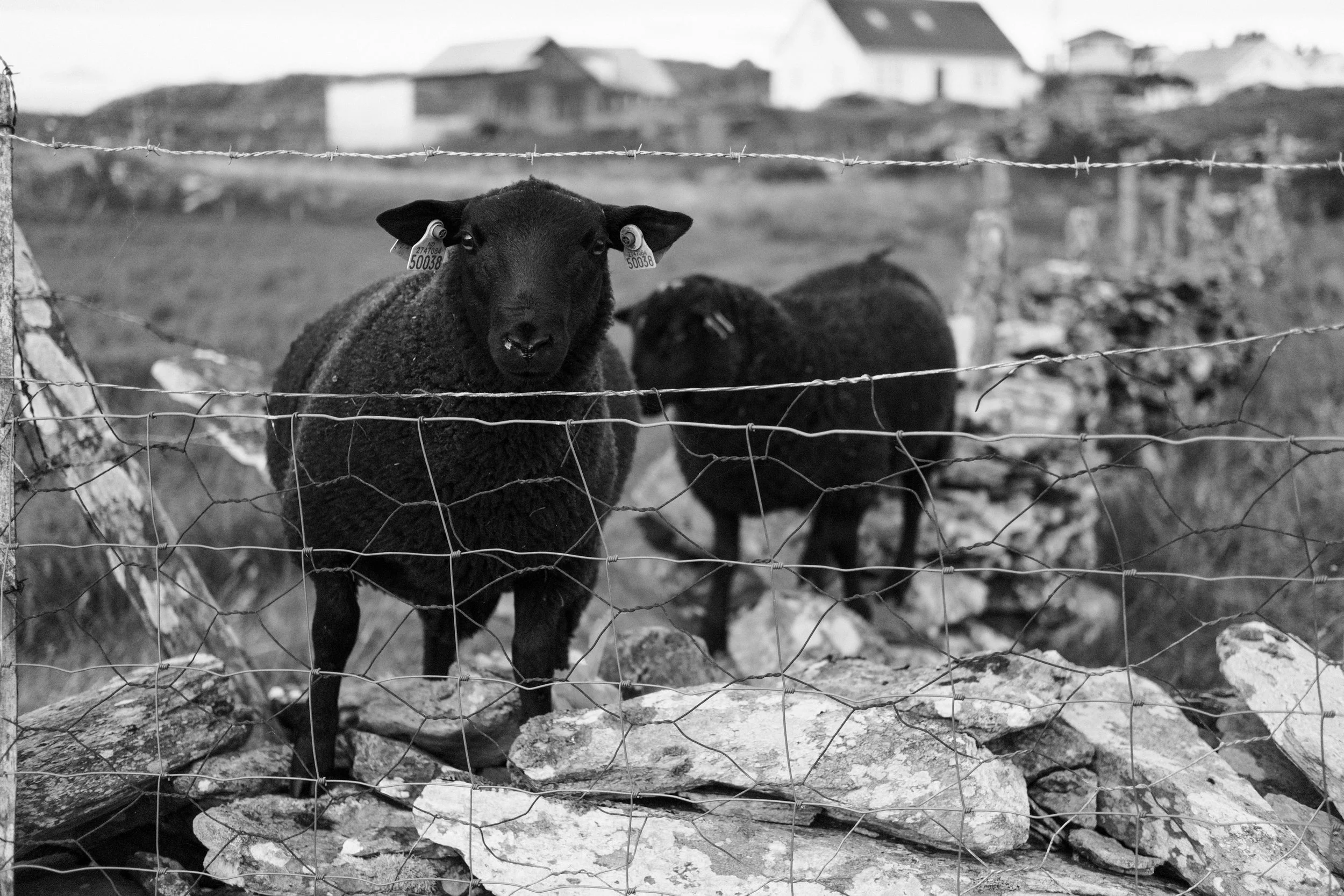 Kvitsøysau V/Kvitsøy Sheep V