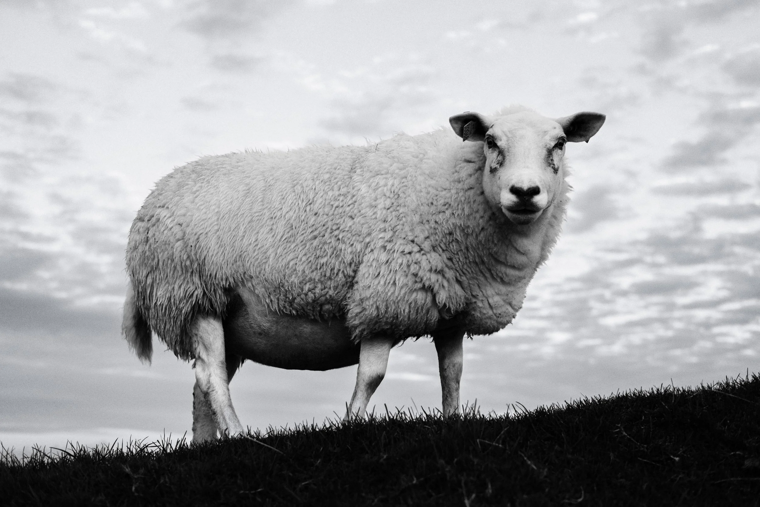 Kvitsøysau VII:Kvitsøy Sheep VII.jpg