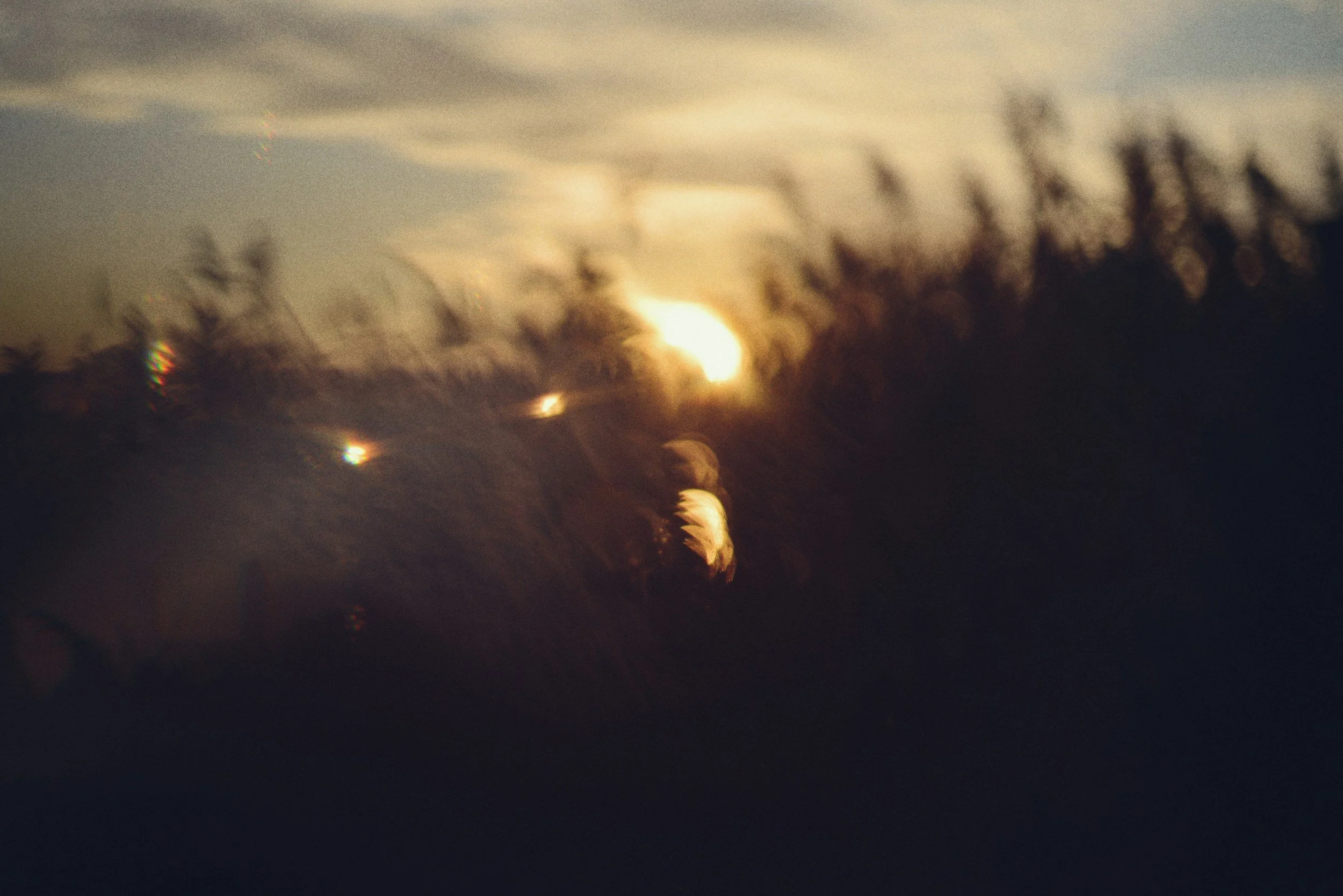 Blurry image of a sunset or sunrise with the sun partially visible through clouds, and a field of tall grass in the foreground.