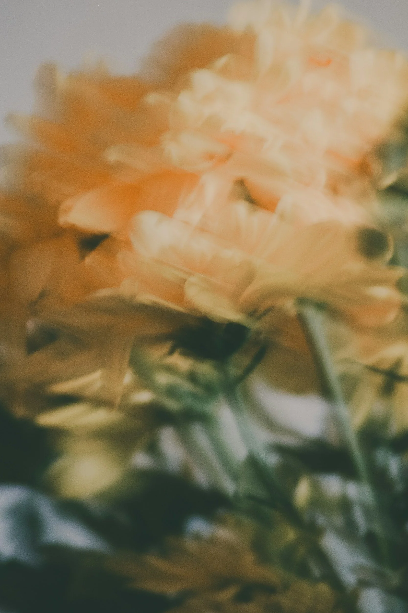 Close-up of a blurred peach-colored flower, possibly a dahlia or similar, with green foliage in the background.
