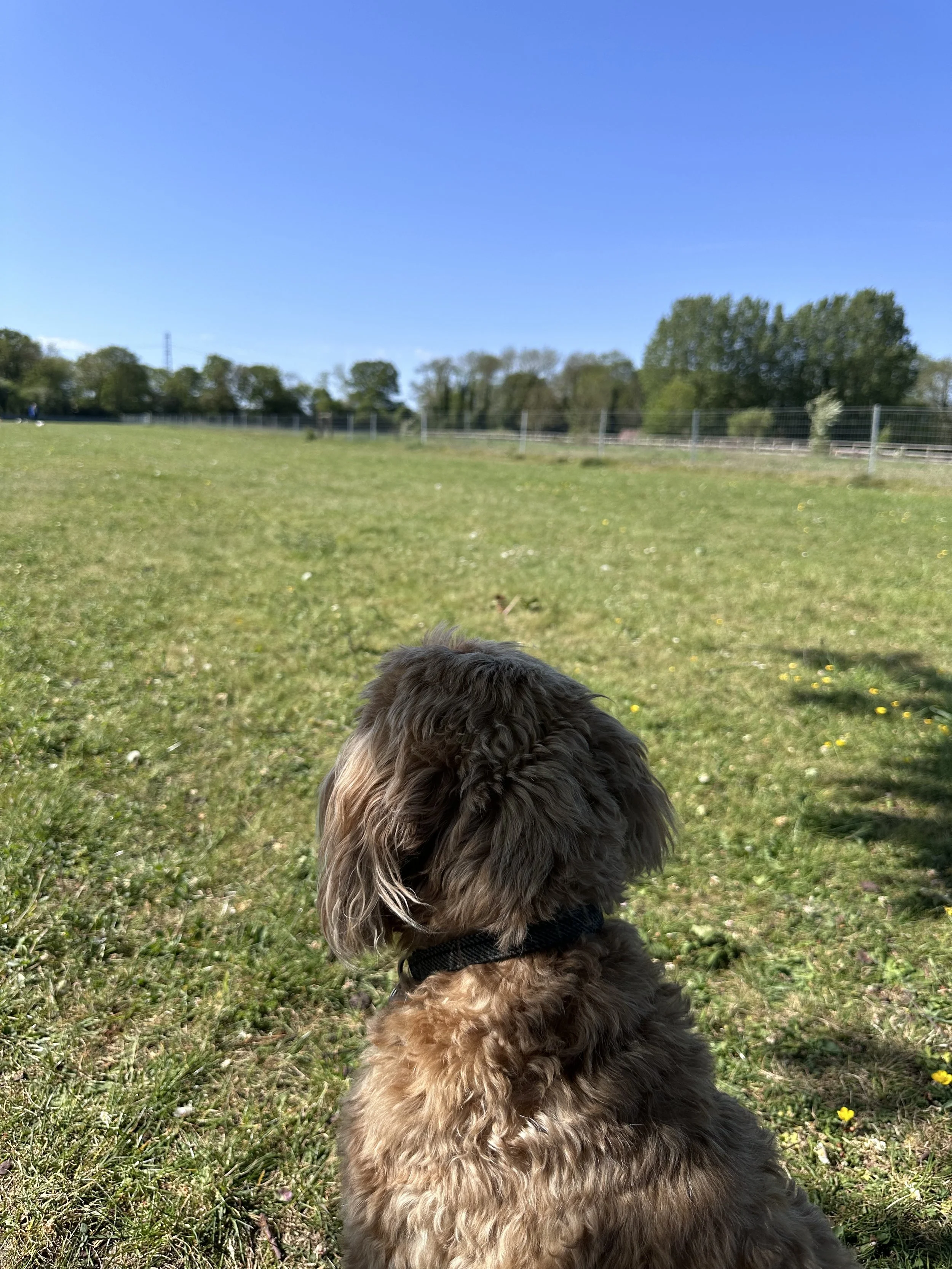IMG_3891.jpeg