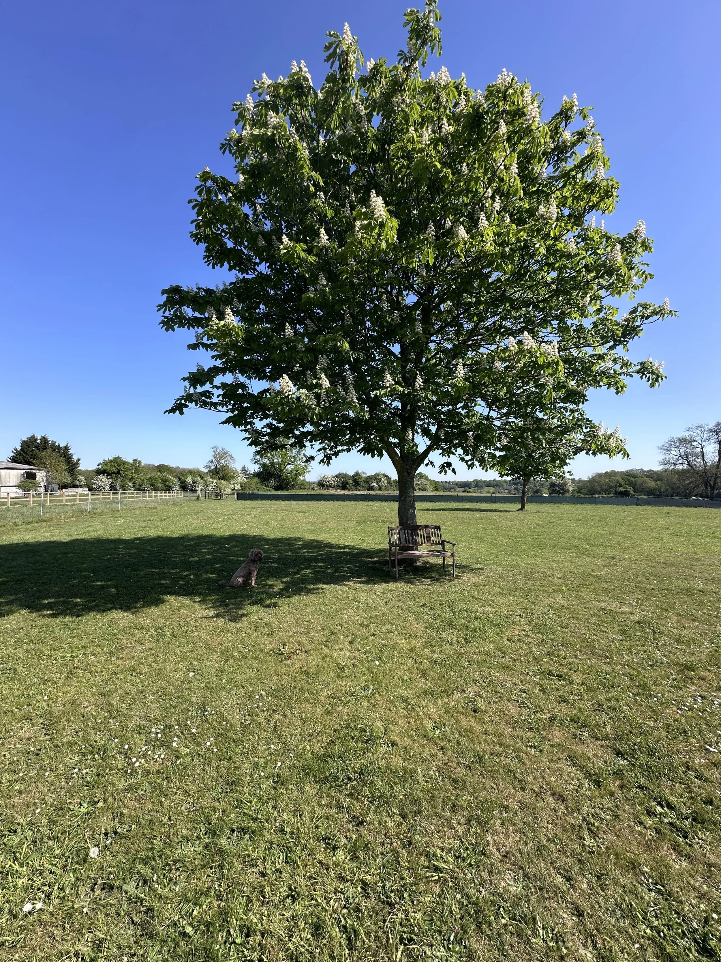 IMG_3888.jpeg