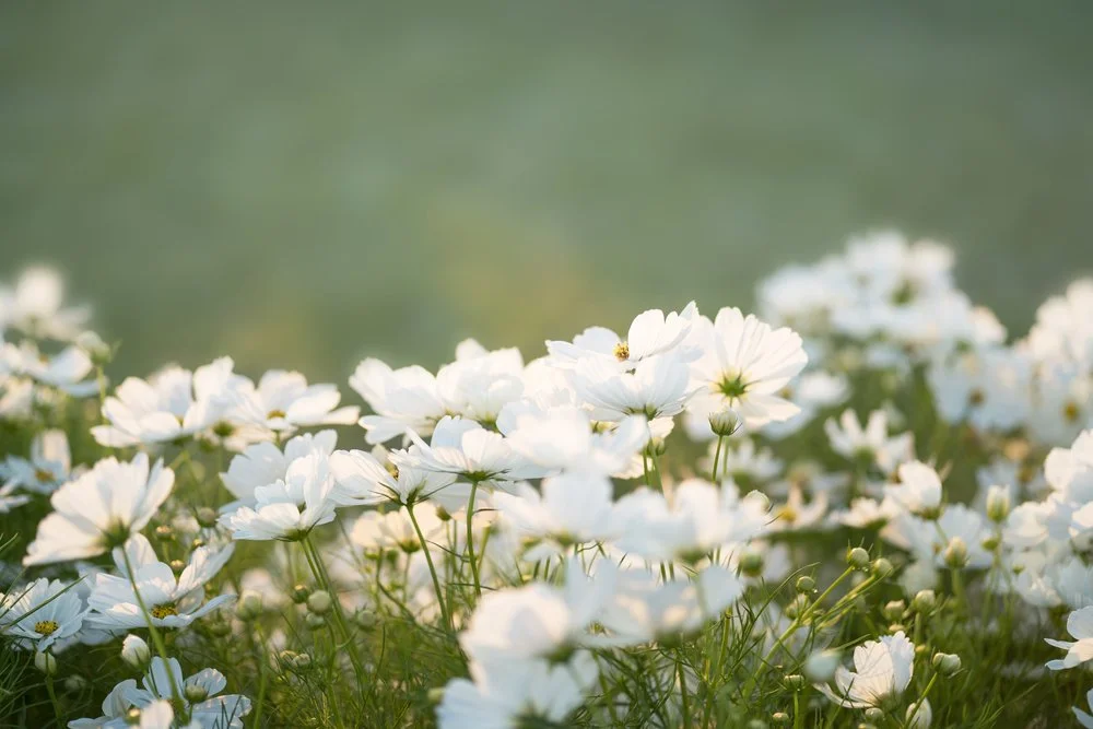 peaceful white flowers symbolizing remembrance funeral services Long Island nY