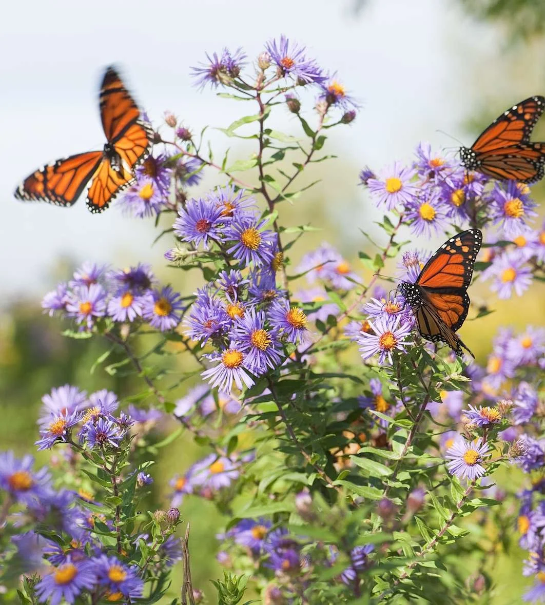 butterfly and flowers symbolizing remembrance funeral services Long island NY