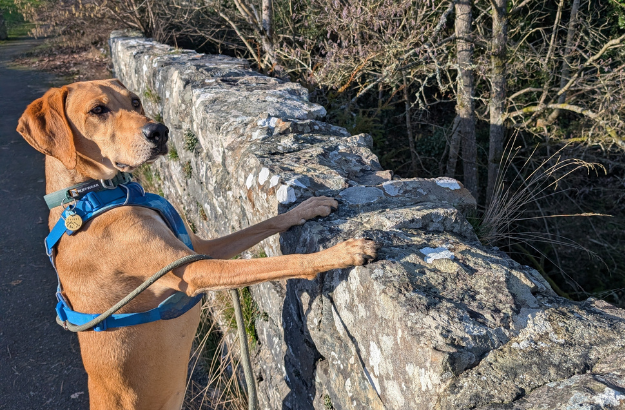 A brown dog wearing a blue harness standing on a path with its front paws on a stone wall, looking over it onto the wooded area beyond.