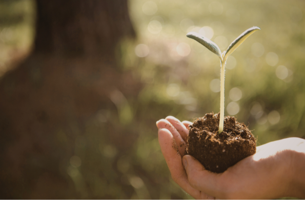 Hand holding soil with a small sprout growing out of it, outdoors with a blurred background.