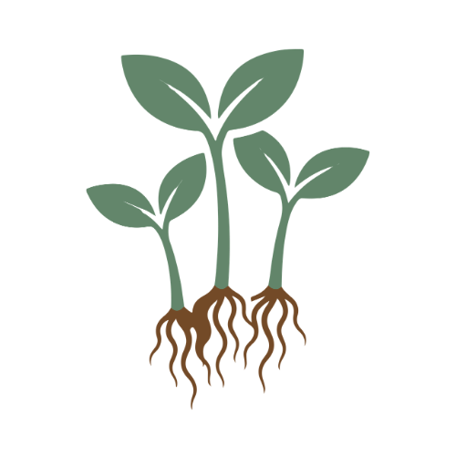 Illustration of three young plants with green leaves and brown roots.