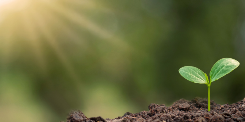 A small green seedling growing in dark soil with sunlight streaming in from the top left corner.