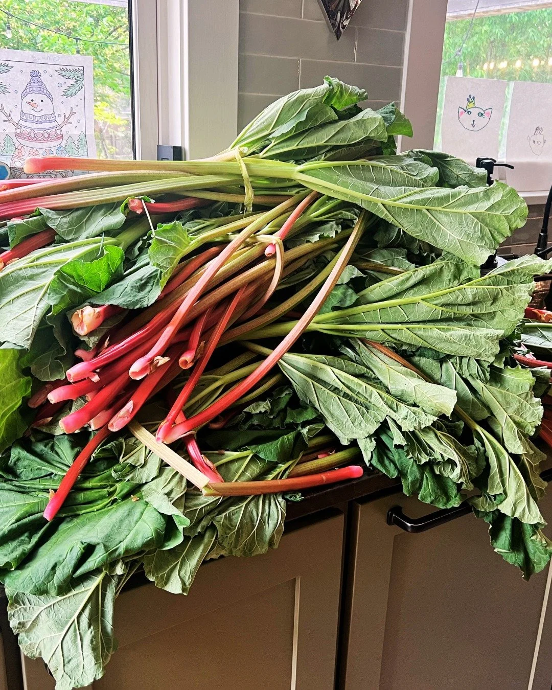 North Dakota Problems: The Rhubarb Edition. 😂🌿

I clearly underestimated how much rhubarb I was picking last year.

The freezer is still stuffed. My son's regular update: "MOM. There is SO much rhubarb."

Meanwhile my phone: "I know 