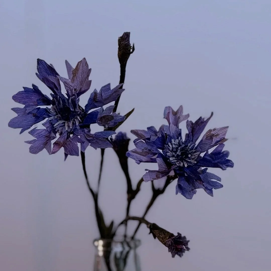 A small bouquet of purple flowers with dark stems in a glass vase, set against a plain background.
