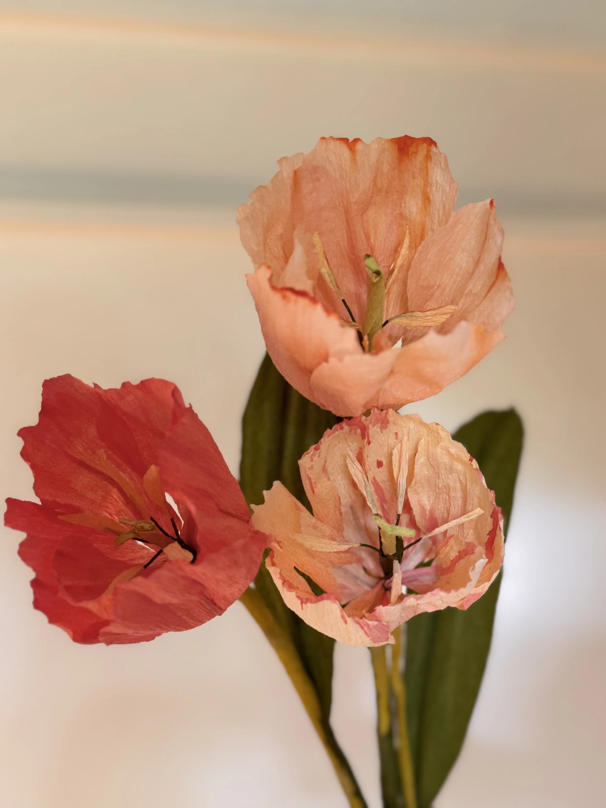 Tulip 002