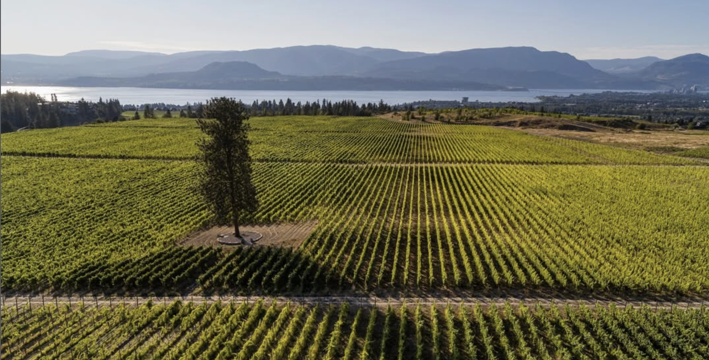 Screenshot 2026-02-12 at 5.15.02 PM.png