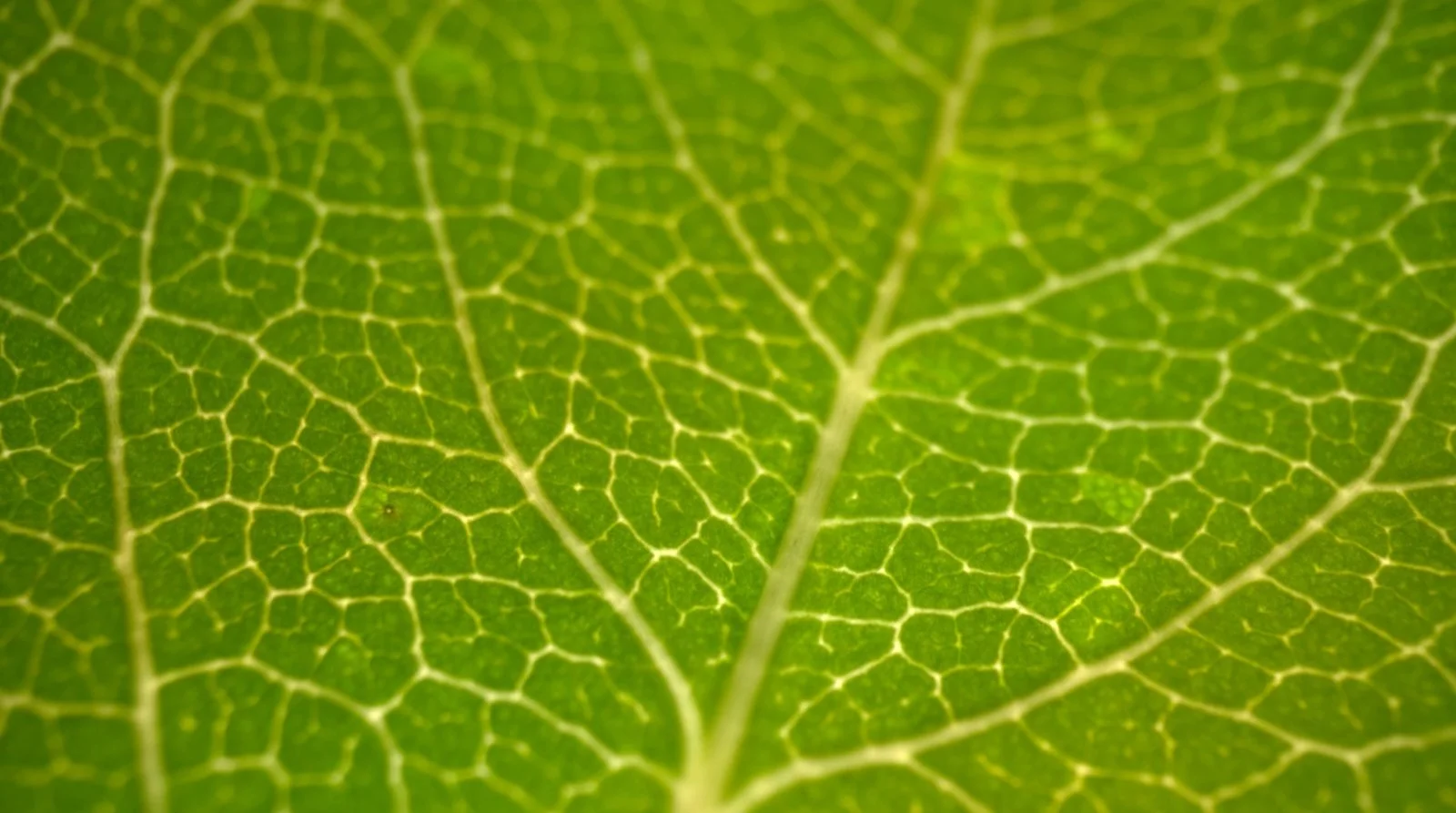 video-leaf.jpg