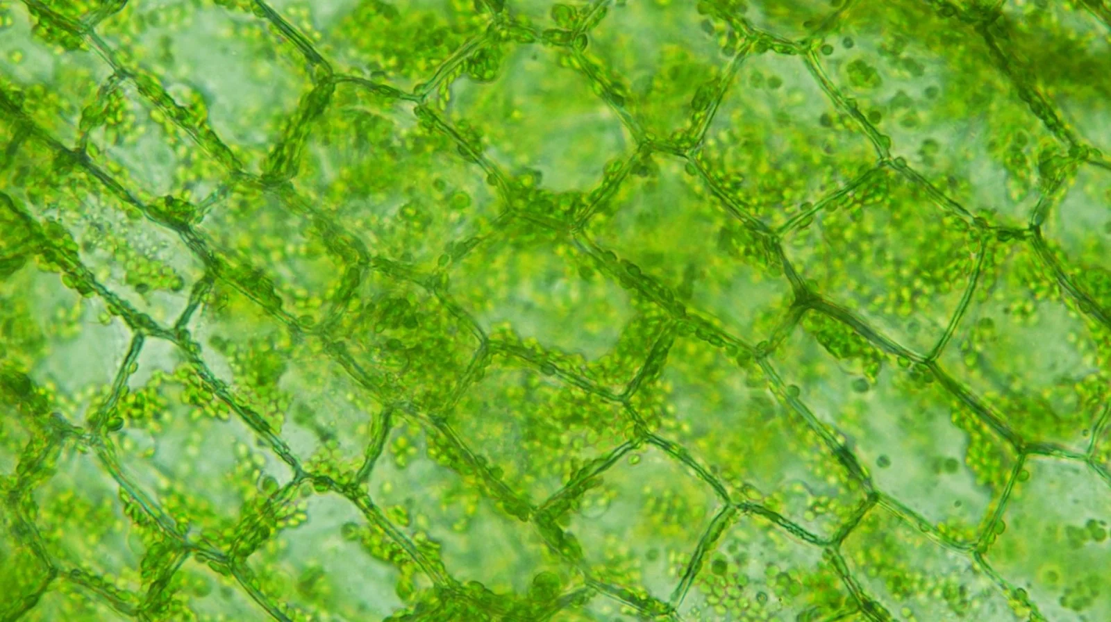 video-cells.jpg