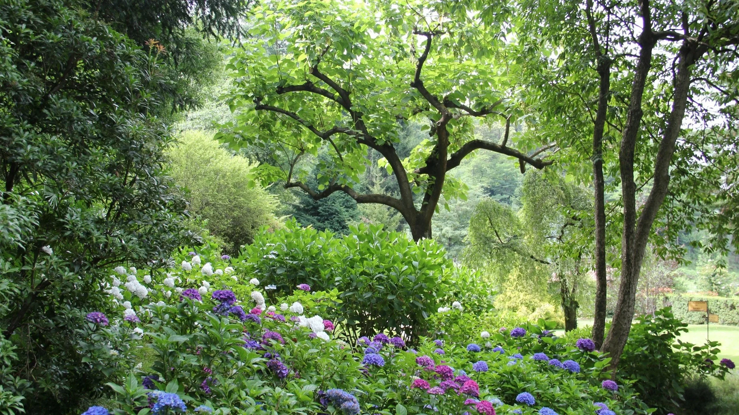 A lush garden with various trees and blooming flowers, including purple, pink, and white hydrangeas, under a bright sky.