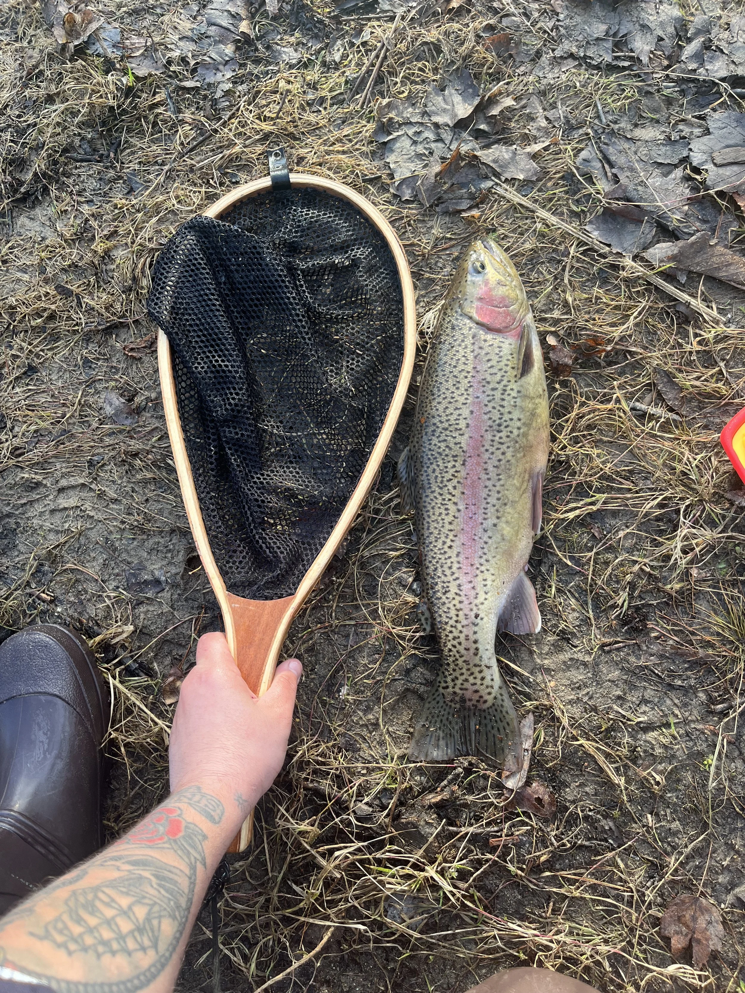 A rainbow trout fish lies on muddy ground next to a fishing net with a person's hand holding the net, and part of their foot and tattooed arm visible.
