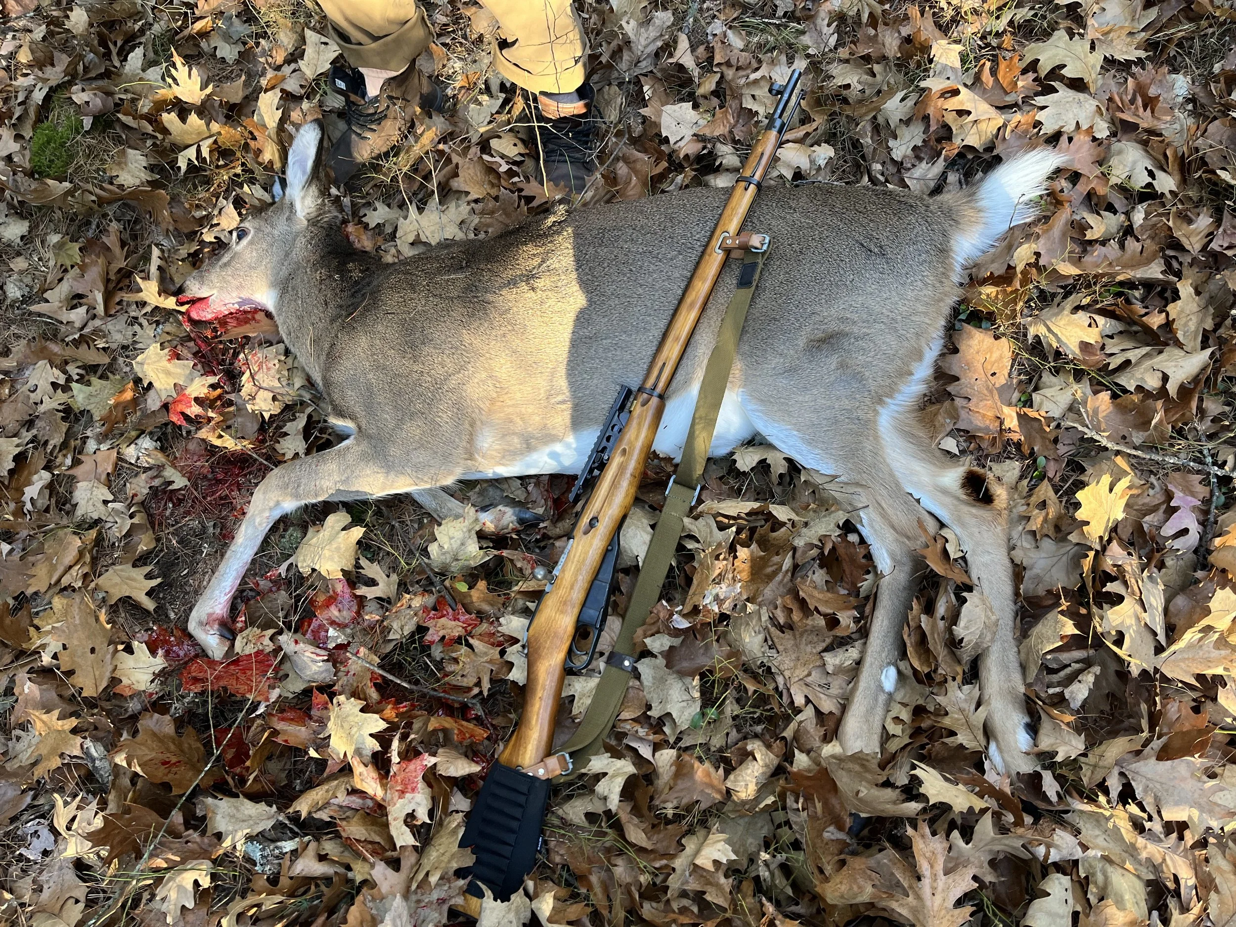 Dead deer lying in fallen autumn leaves with a bloodied face and a hunting rifle resting on its body.