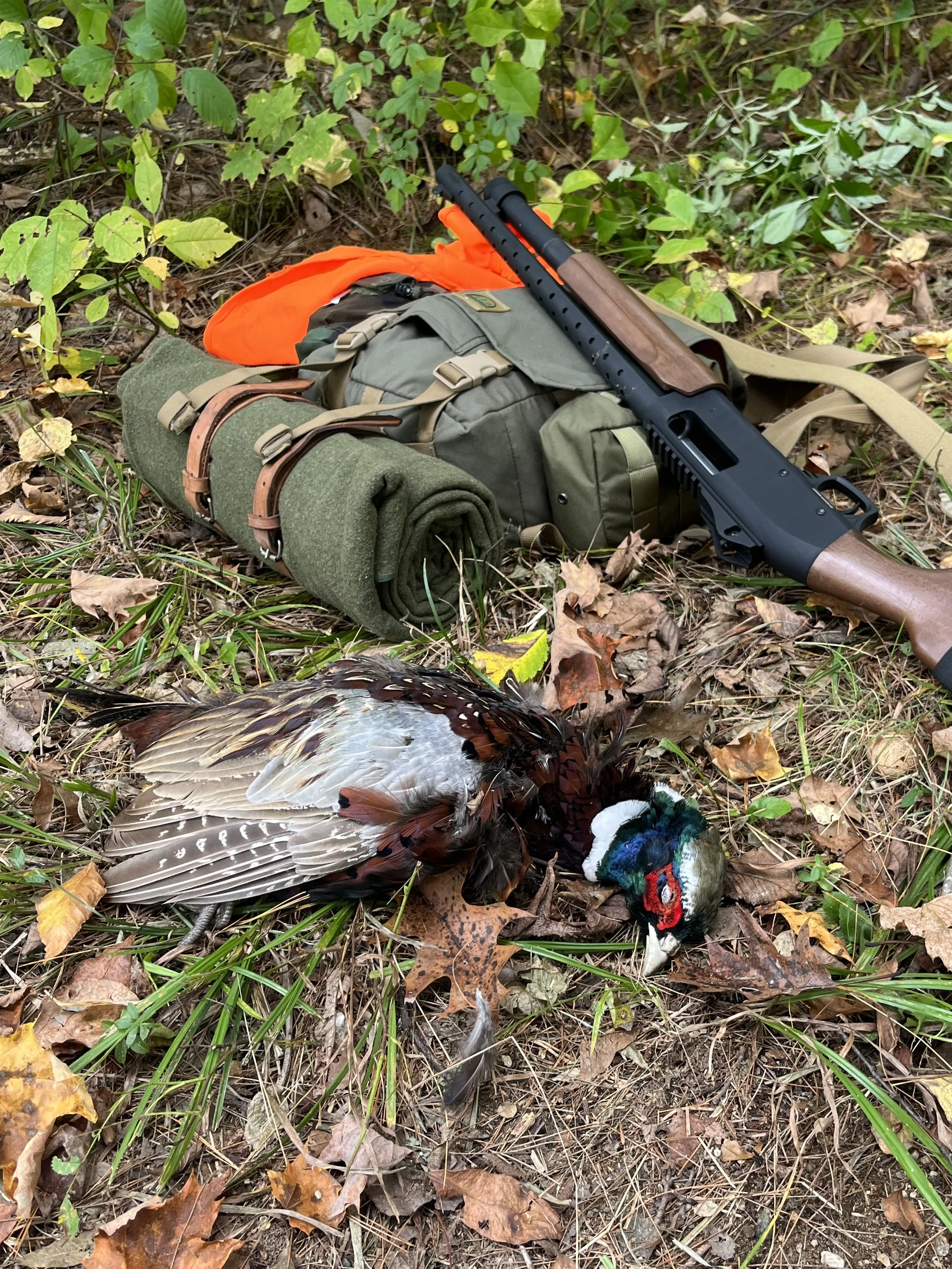 A dead pheasant lies on the ground next to a backpack, a rolled-up mat, and a shotgun in a wooded area with fallen leaves and green plants.