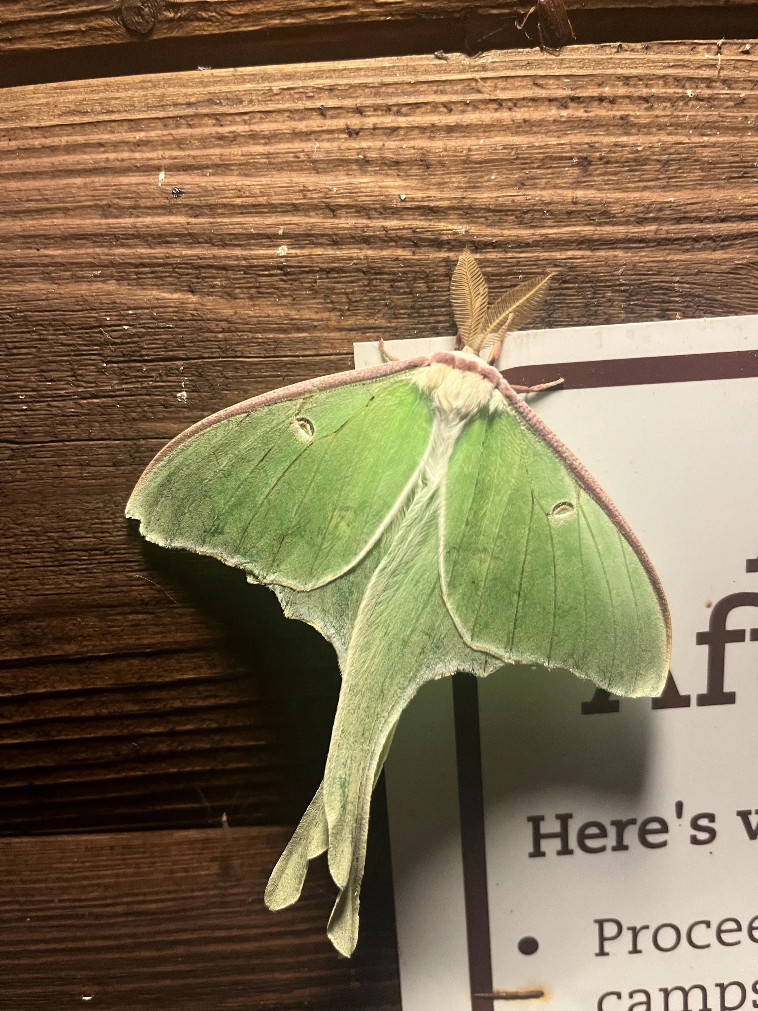 Close-up of a green Luna moth on a wooden surface with paper nearby.