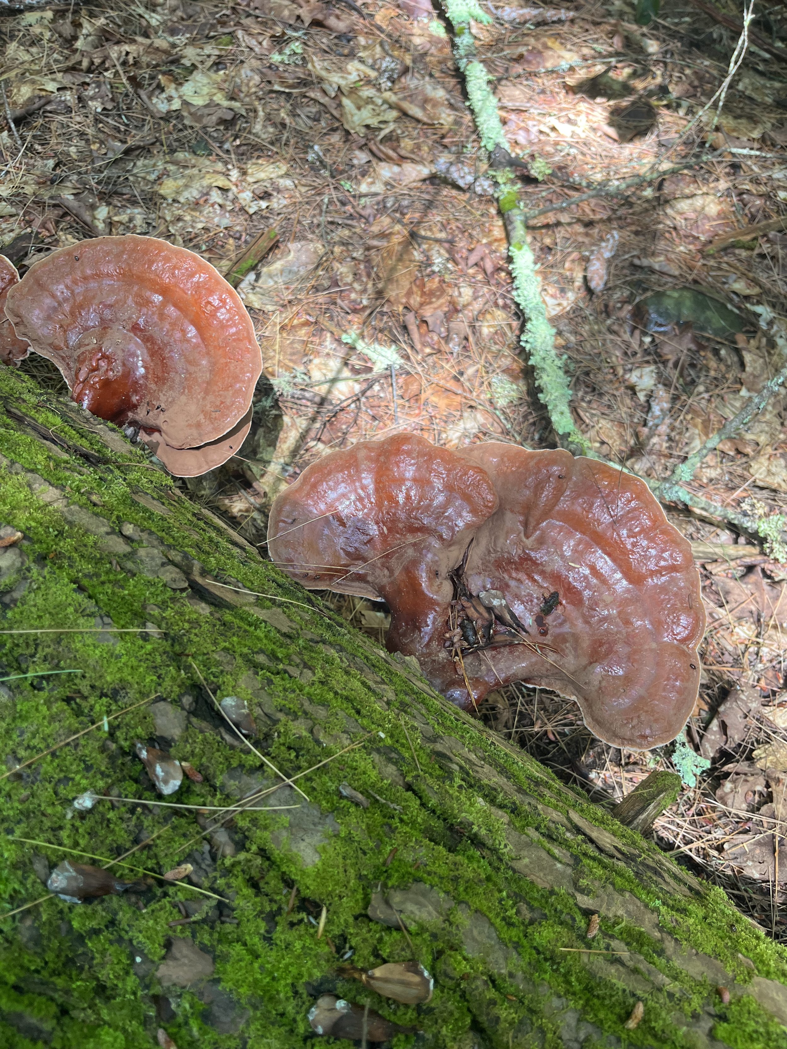 Brown fungi growing on a fallen tree trunk covered in green moss in a forest with brown leaves and twigs on the ground.