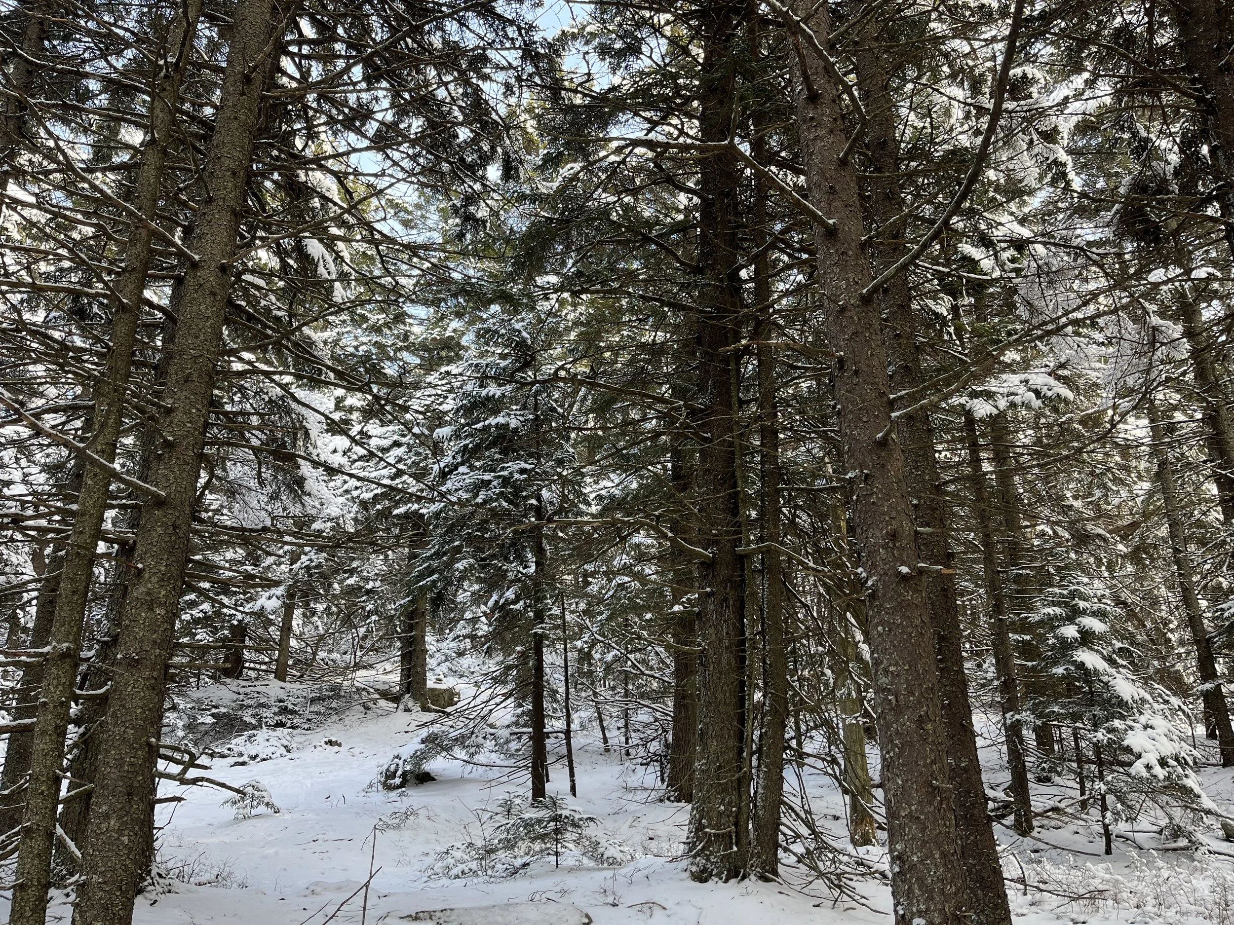 Snow-covered trees and forest floor in winter.