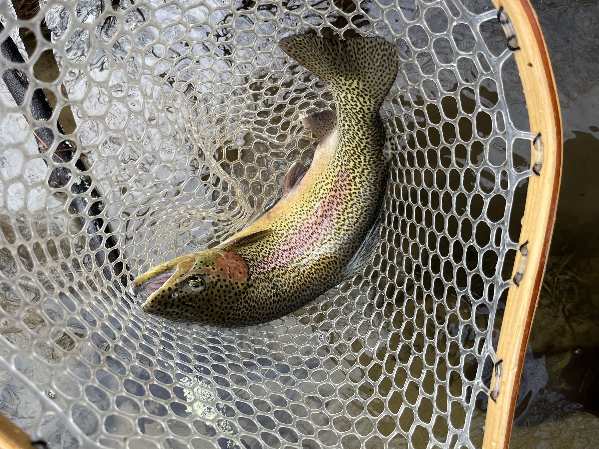 A large rainbow trout in a fishing net over water.