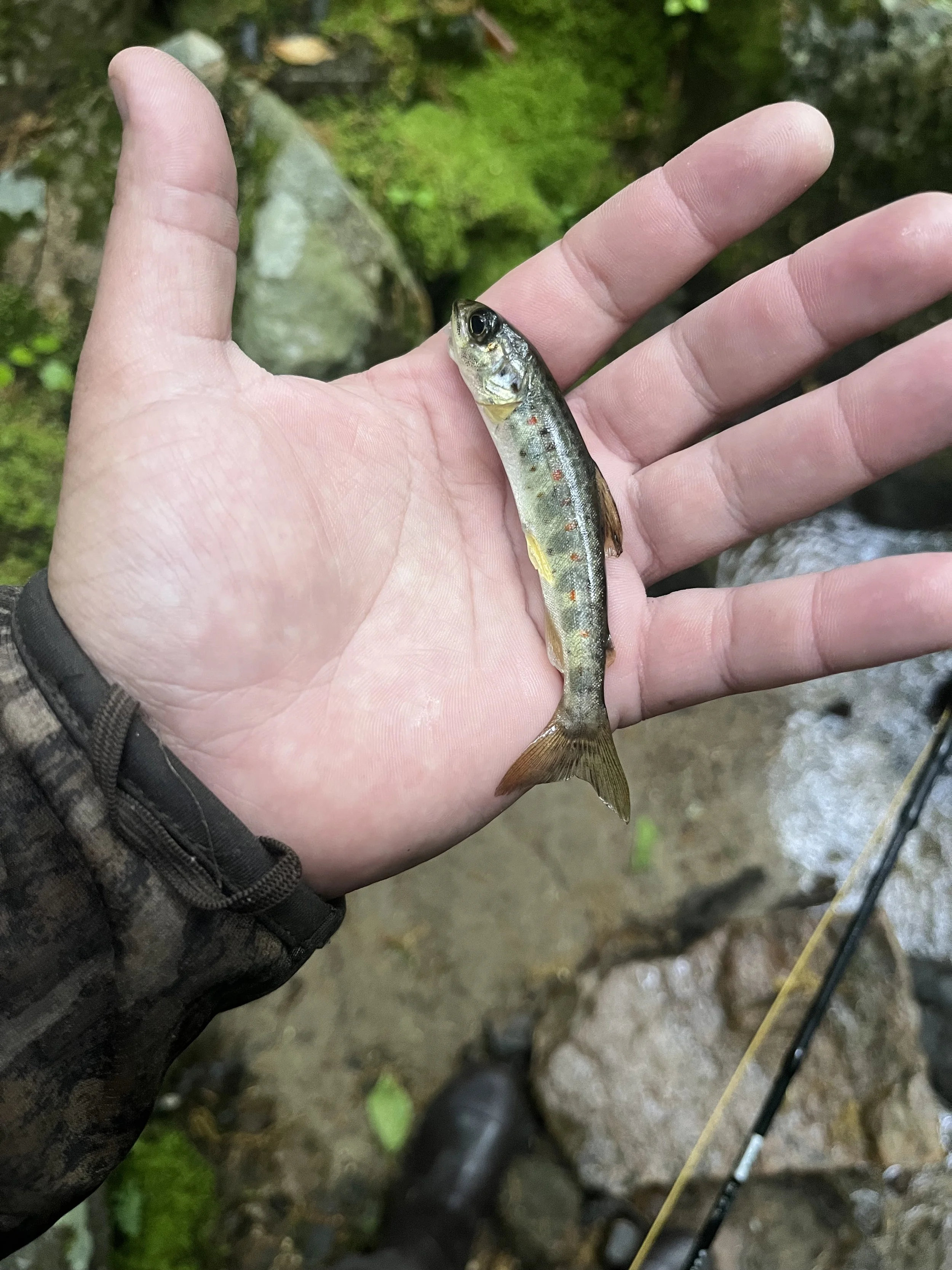 A person holding a small fish with a greenish body and spots, near a creek with rocks and greenery in the background.