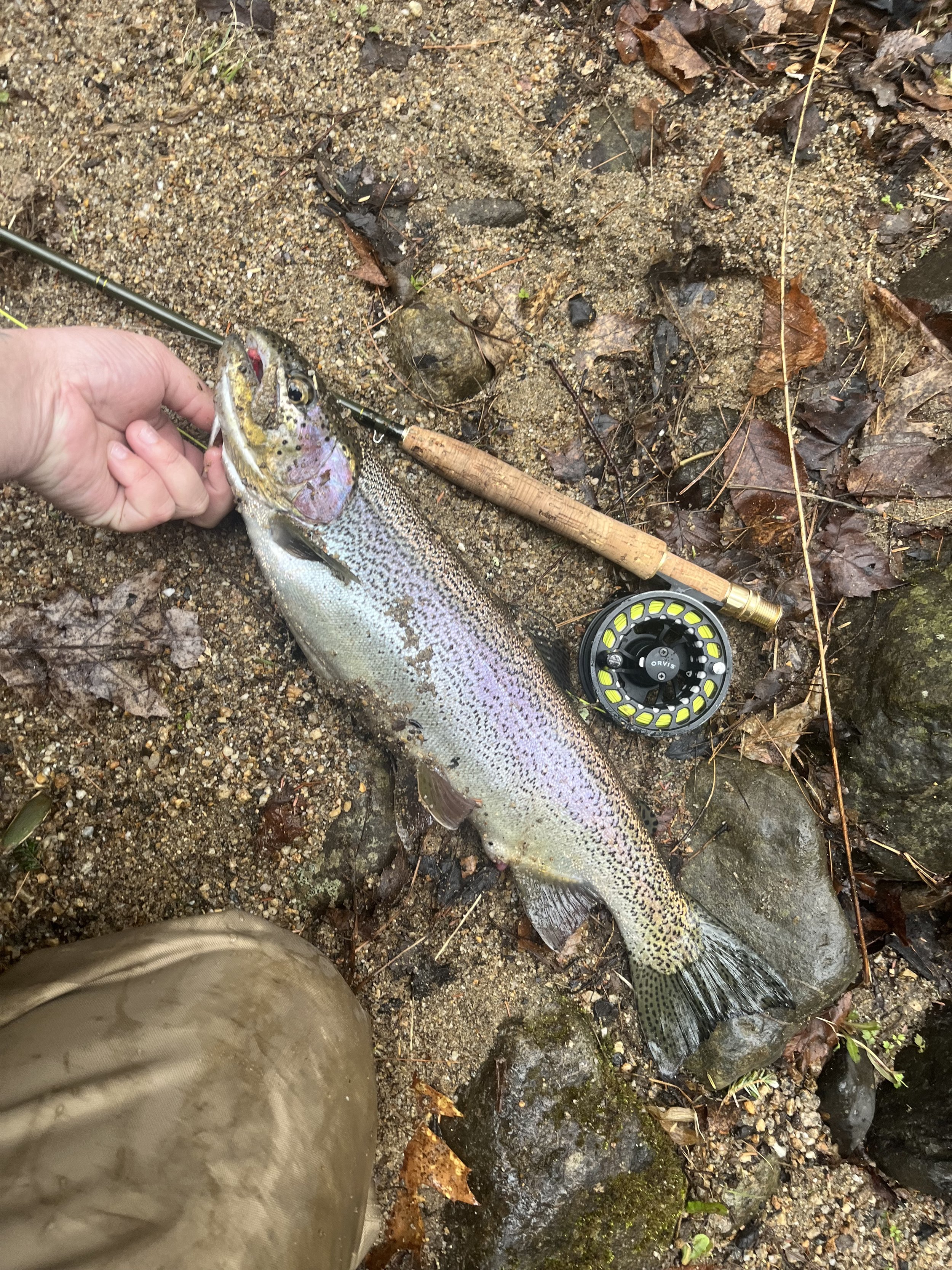 A person holding a fishing rod and a caught rainbow trout lying on the ground with a fly reel nearby, surrounded by rocks, leaves, and dirt.