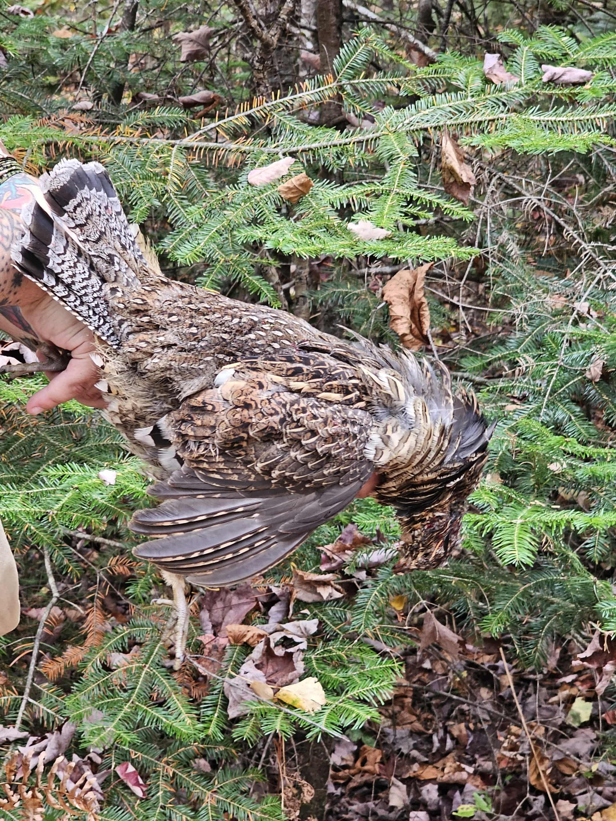 A person holding a large Ruffed Grouse in a forested area with green trees and fallen leaves.
