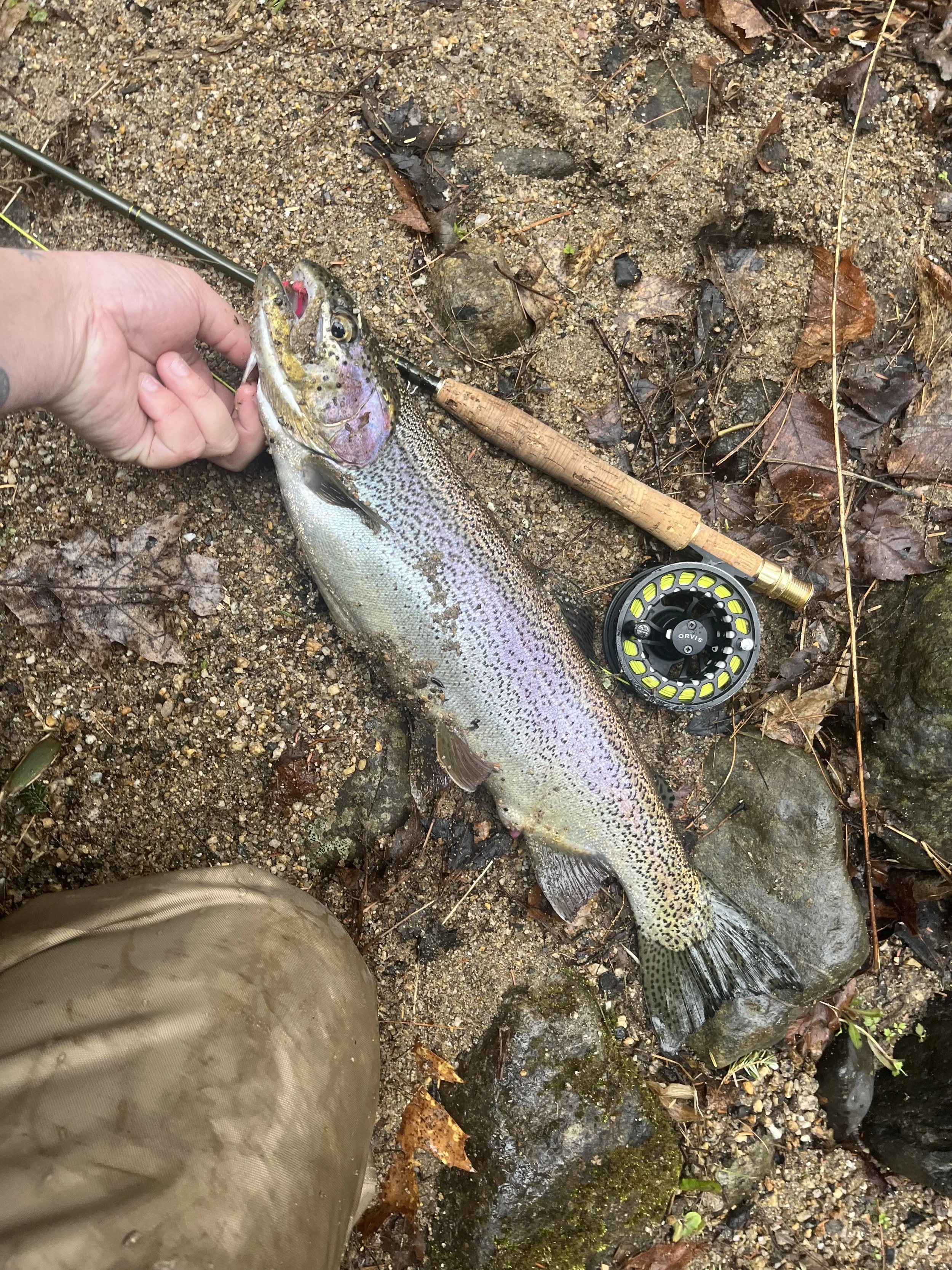 A person holding a freshly caught rainbow trout on a gravel and leaf-covered ground, with a fishing rod and reel nearby.