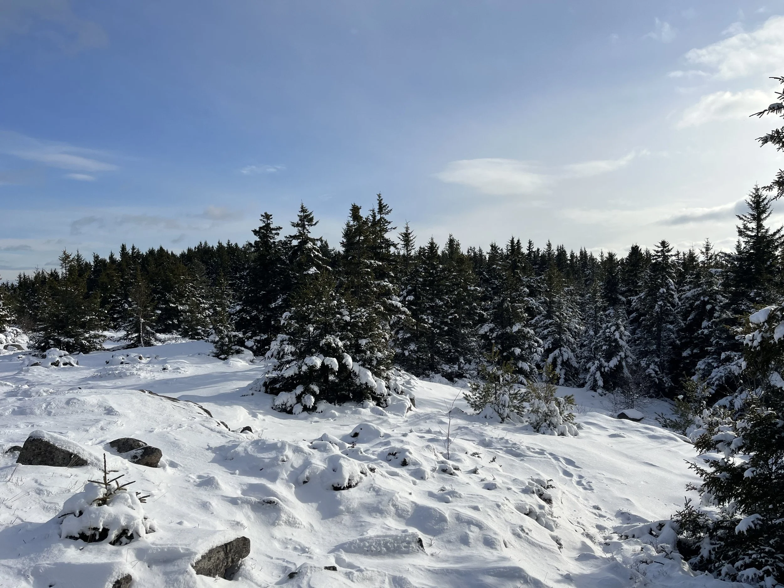 Snow-covered forest landscape with evergreen trees and rocks under a partly cloudy sky.