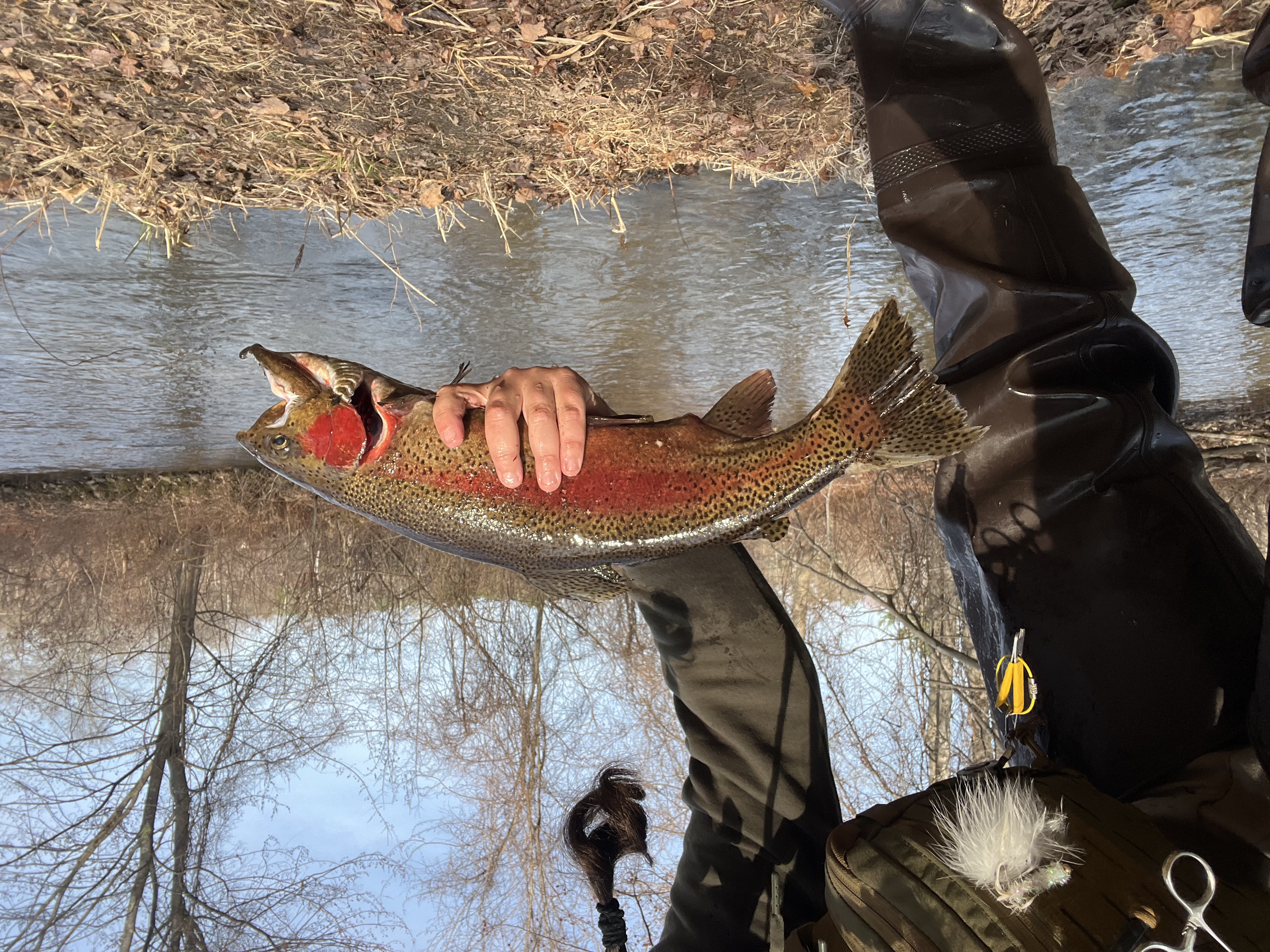 Person holding a large rainbow trout next to a river, with leafless trees in the background during winter.