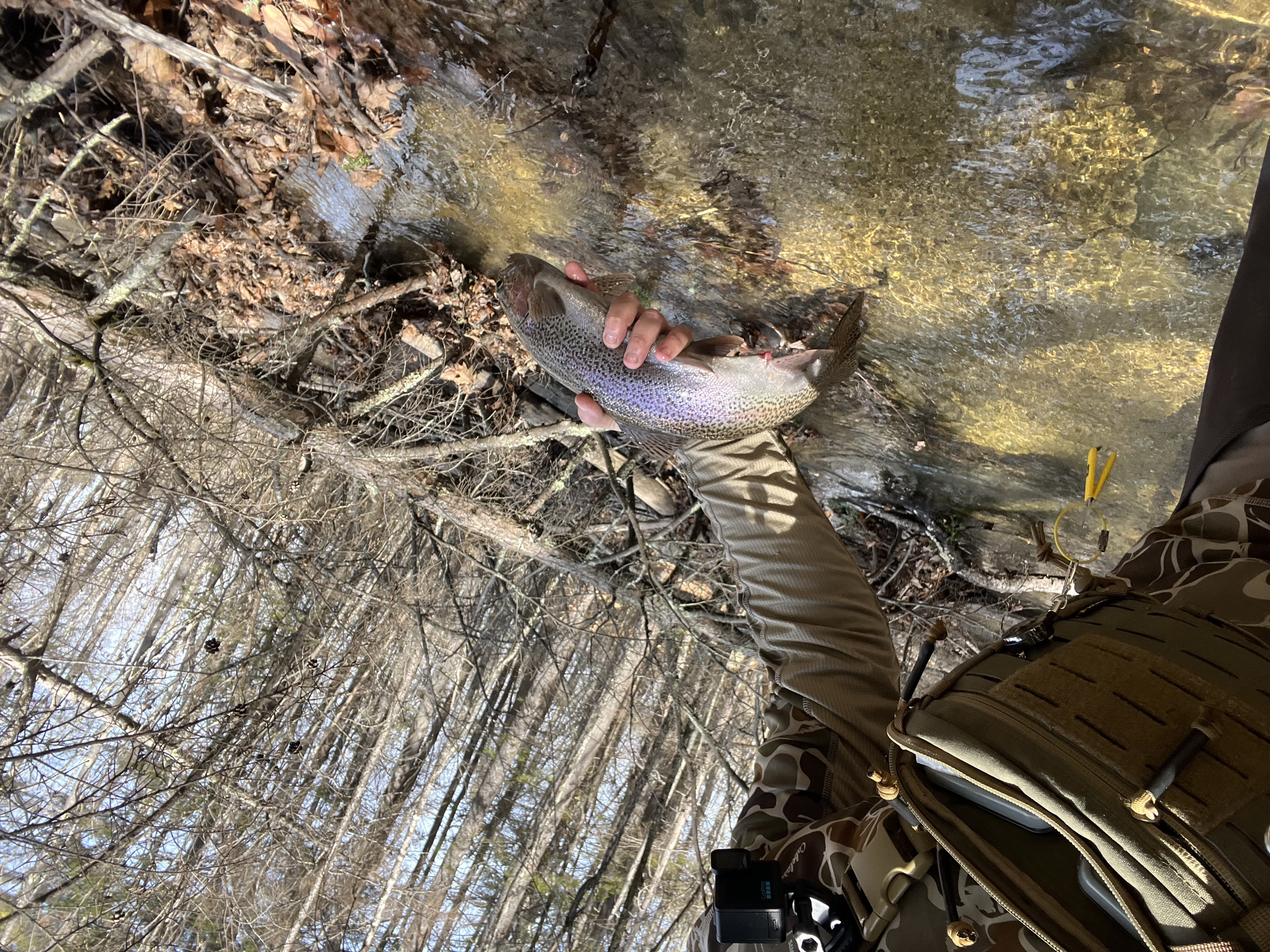 Person holding a rainbow trout in a stream surrounded by trees.