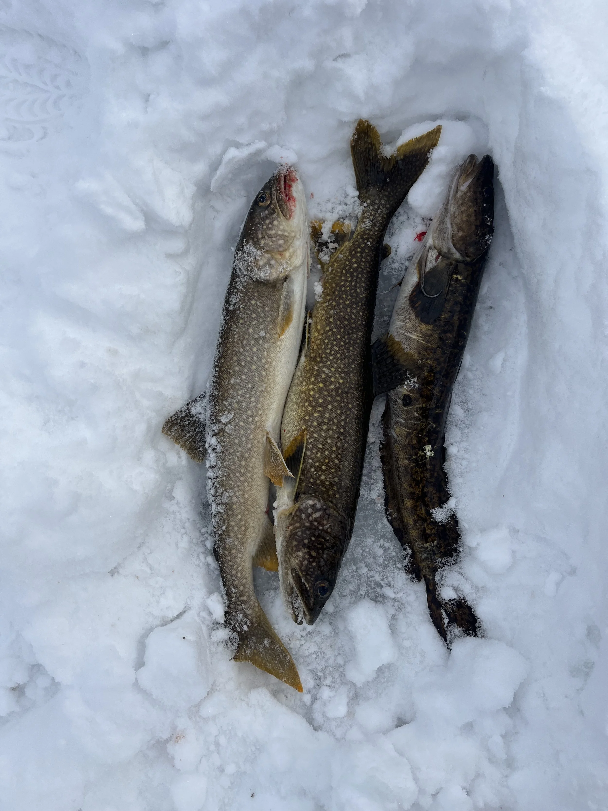 Three fish caught in the snow, lying on ice or snow-covered ground.