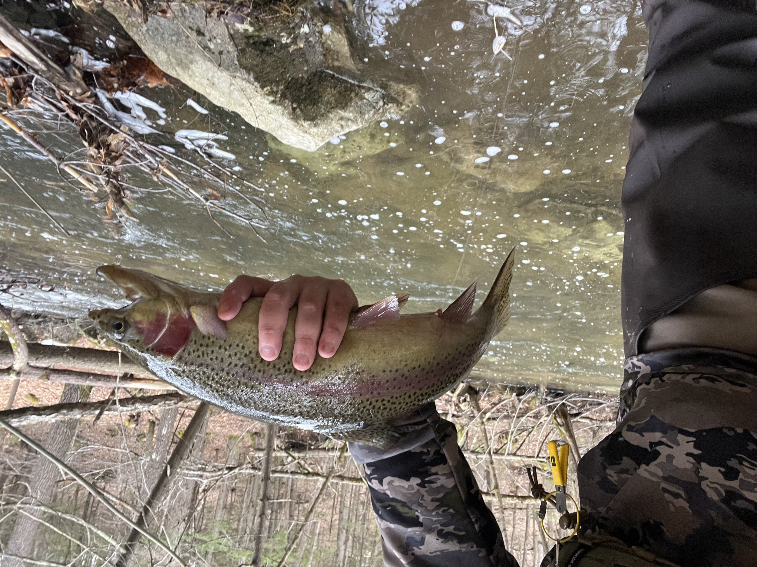 Person holding a rainbow trout on the edge of a creek, with trees and branches in the background.