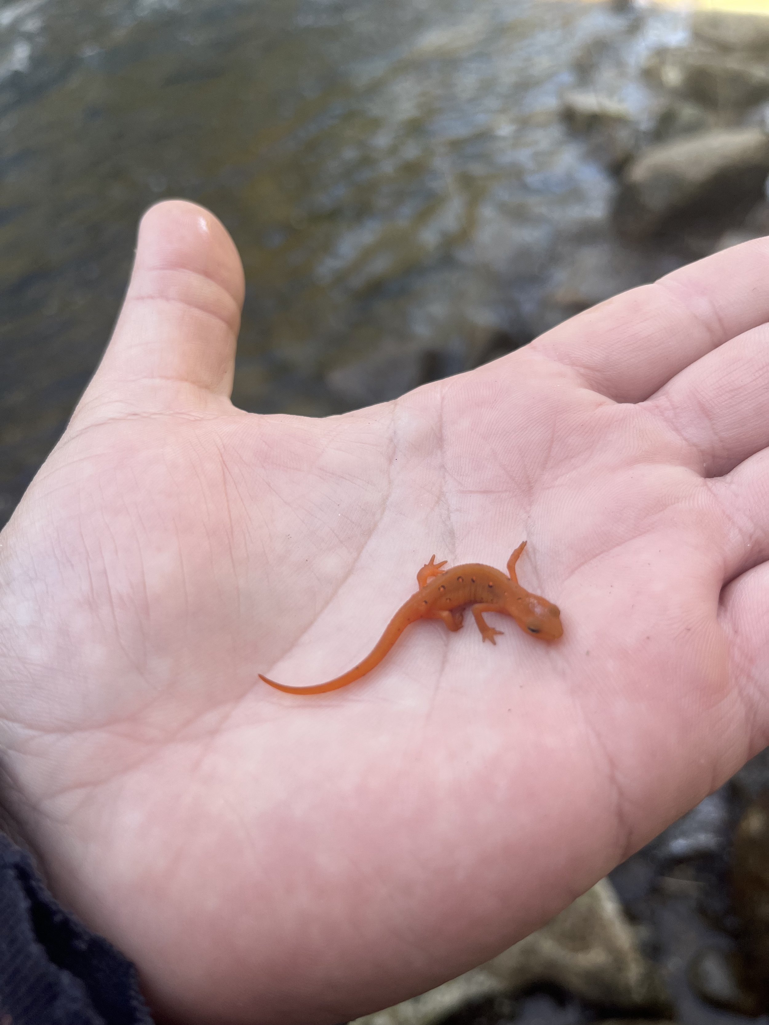 A small orange salamander with black spots on a human hand near a river or stream.