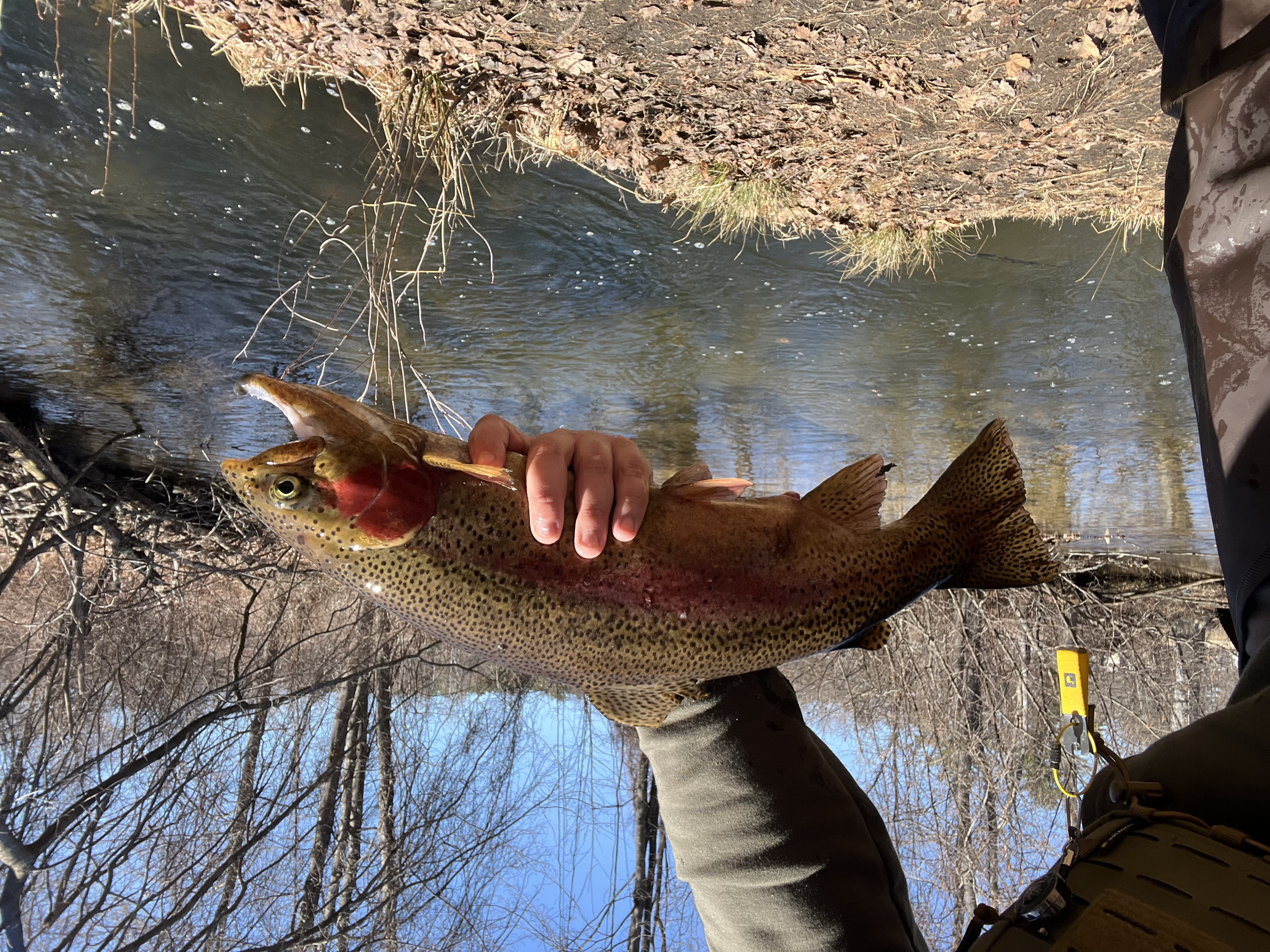Person holding a large rainbow trout fish near a creek with trees and blue sky in the background.