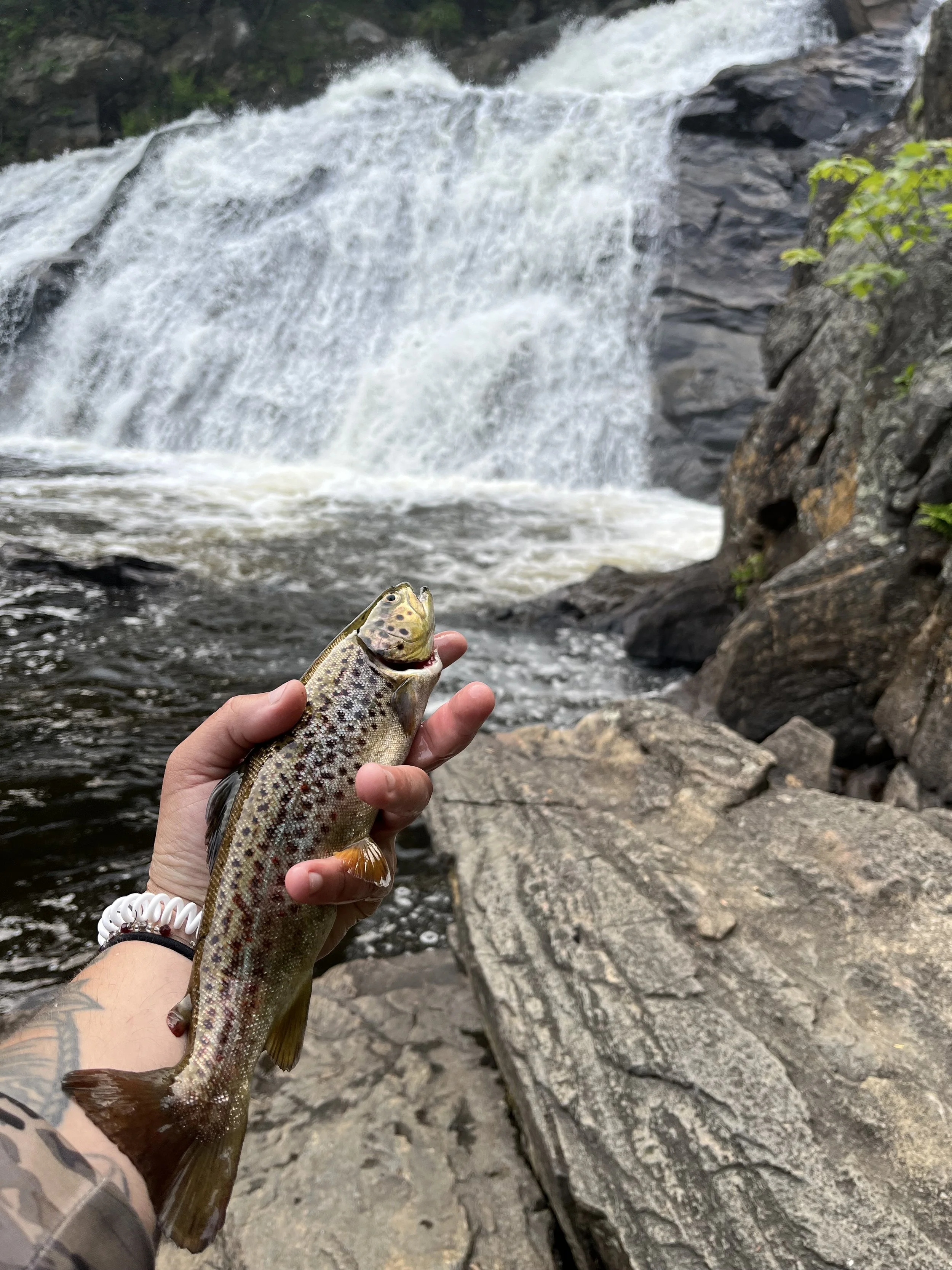 Person holding a brown trout in front of a waterfall, with rocky terrain and greenery around.