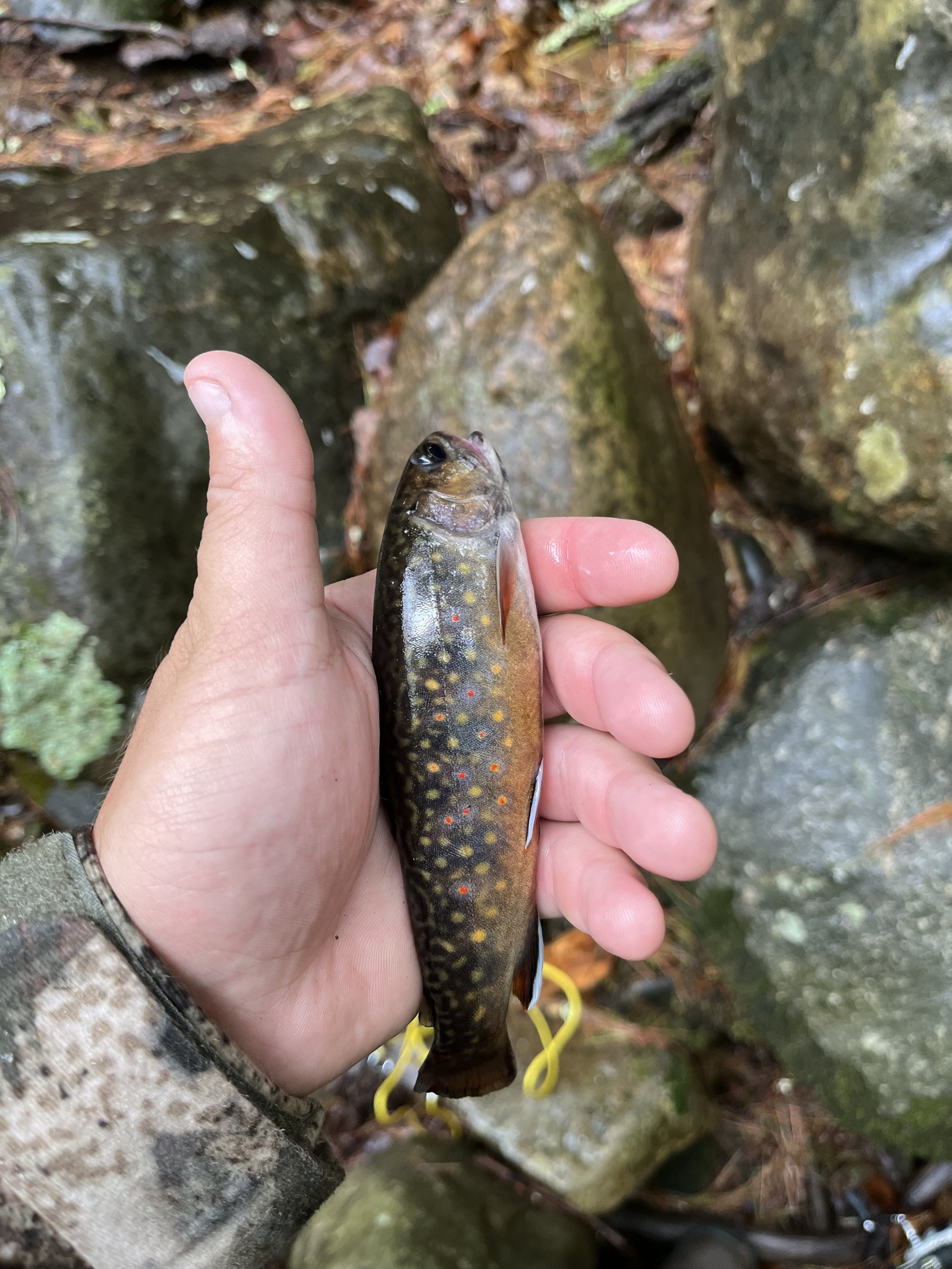 A person holding a small fish with dark coloration and yellow and red spots, standing on rocks near a water body.