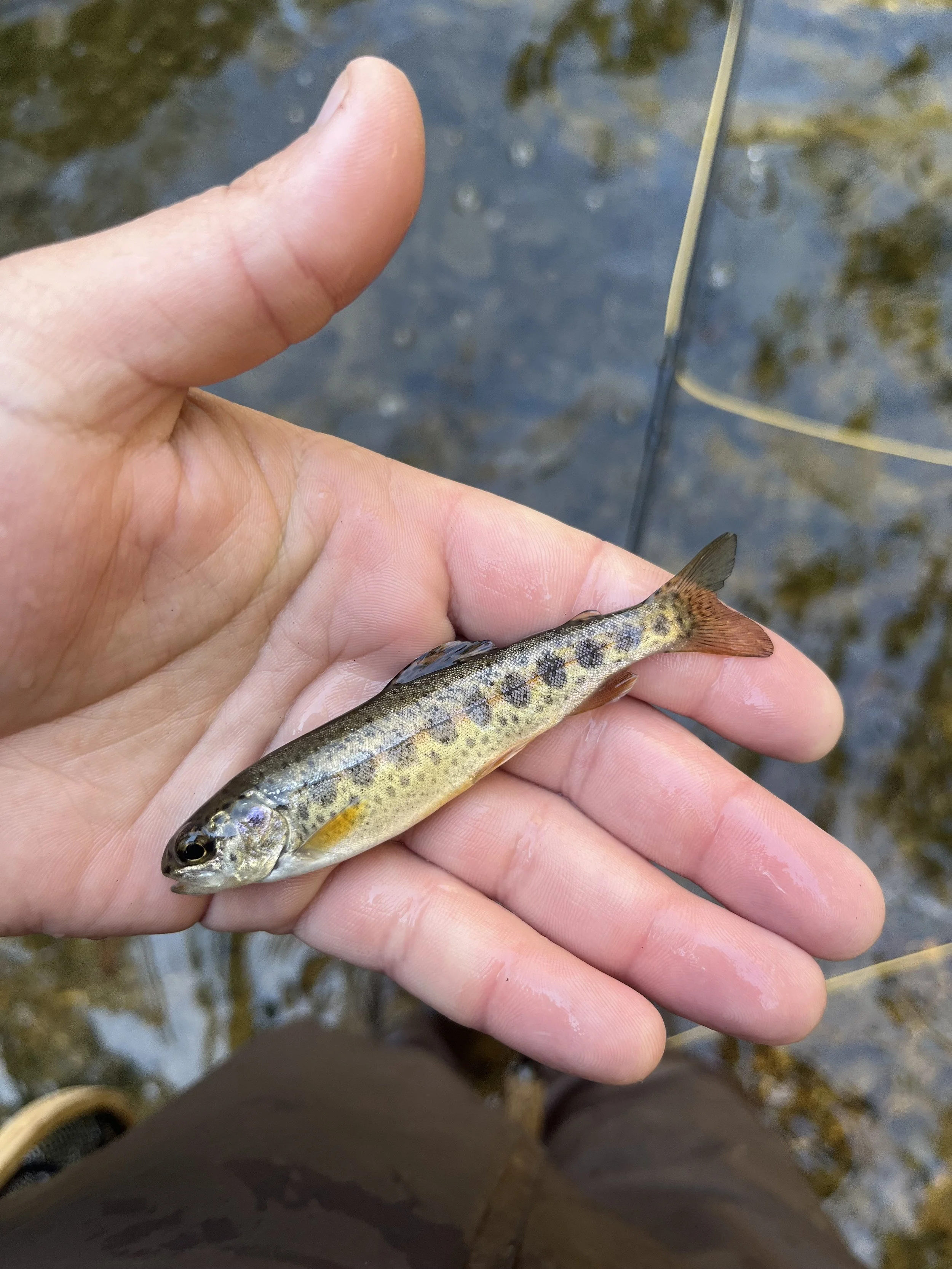 Person holding a small spotted fish, possibly a trout, over a shallow river or stream.