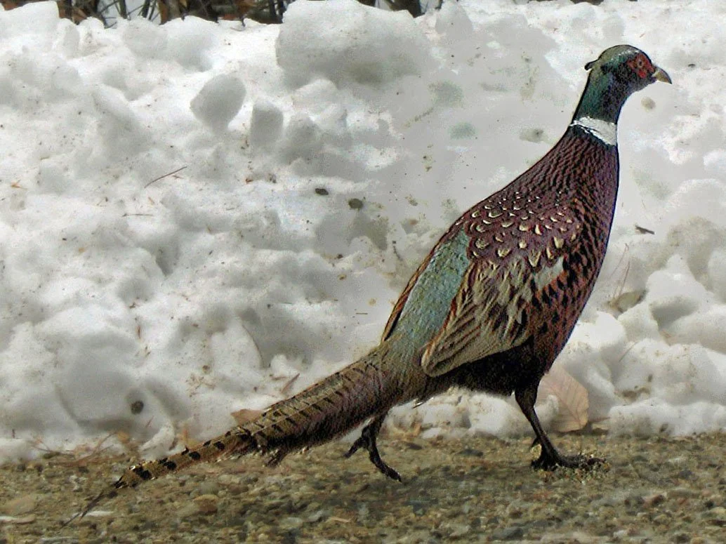 A ring-necked pheasant standing on the ground in front of snow.
