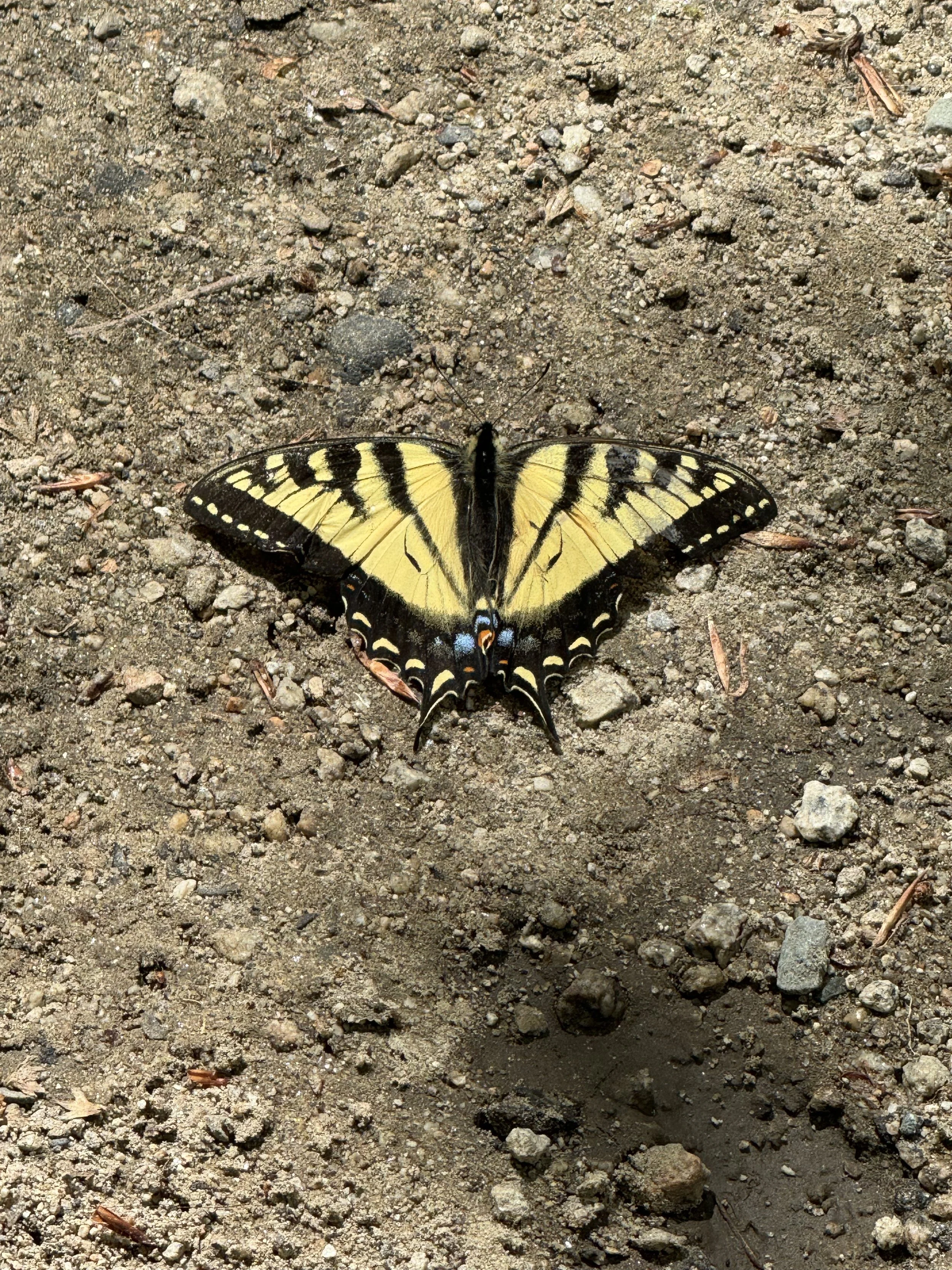Yellow and black butterfly resting on dirt ground